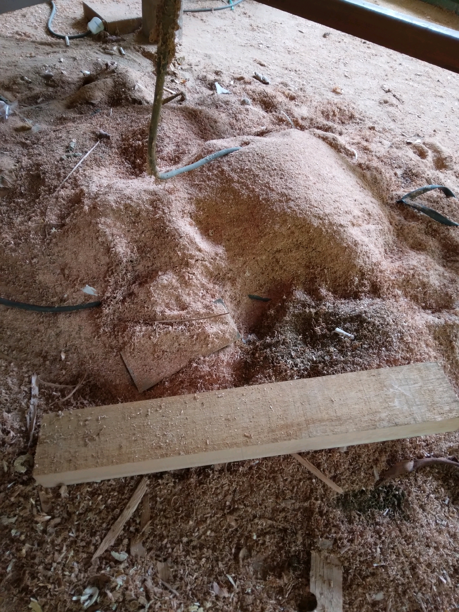 The image depicts a construction or woodworking site, likely an indoor area covered in a thick layer of sawdust. A light-colored wooden plank rests horizontally in the foreground, partially obscuring the sawdust-covered ground beneath it. Several lengths of dark-colored hose or cable snake across the sawdust-covered surface, some disappearing into piles of wood shavings. A thin, vertical wooden or plant stalk emerges from the center of a large mound of sawdust, with a dark hose wrapped around its base. Small pieces of wood, debris, and what appear to be cigarette butts are scattered throughout the sawdust. In the background, a wooden beam or structure is visible. The overall impression is of a messy, work-in-progress environment, possibly a workshop or a site where wood has been recently processed.
This scene could be located in Batam, Indonesia, potentially within a workshop or construction area where wood is being cut and processed.