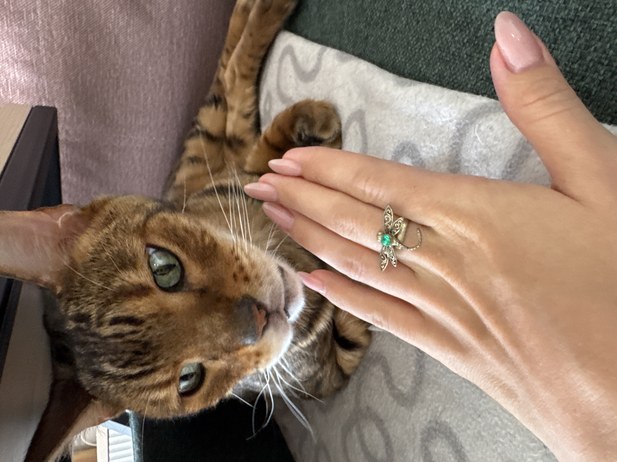 A close-up shot shows a person's hand with a dragonfly ring touching a brown tabby cat. The cat is lying on a gray patterned pillow on what appears to be a sofa with a dark green section visible in the background. The scene is indoors, potentially a living room. The location is Unknown, Unknown.