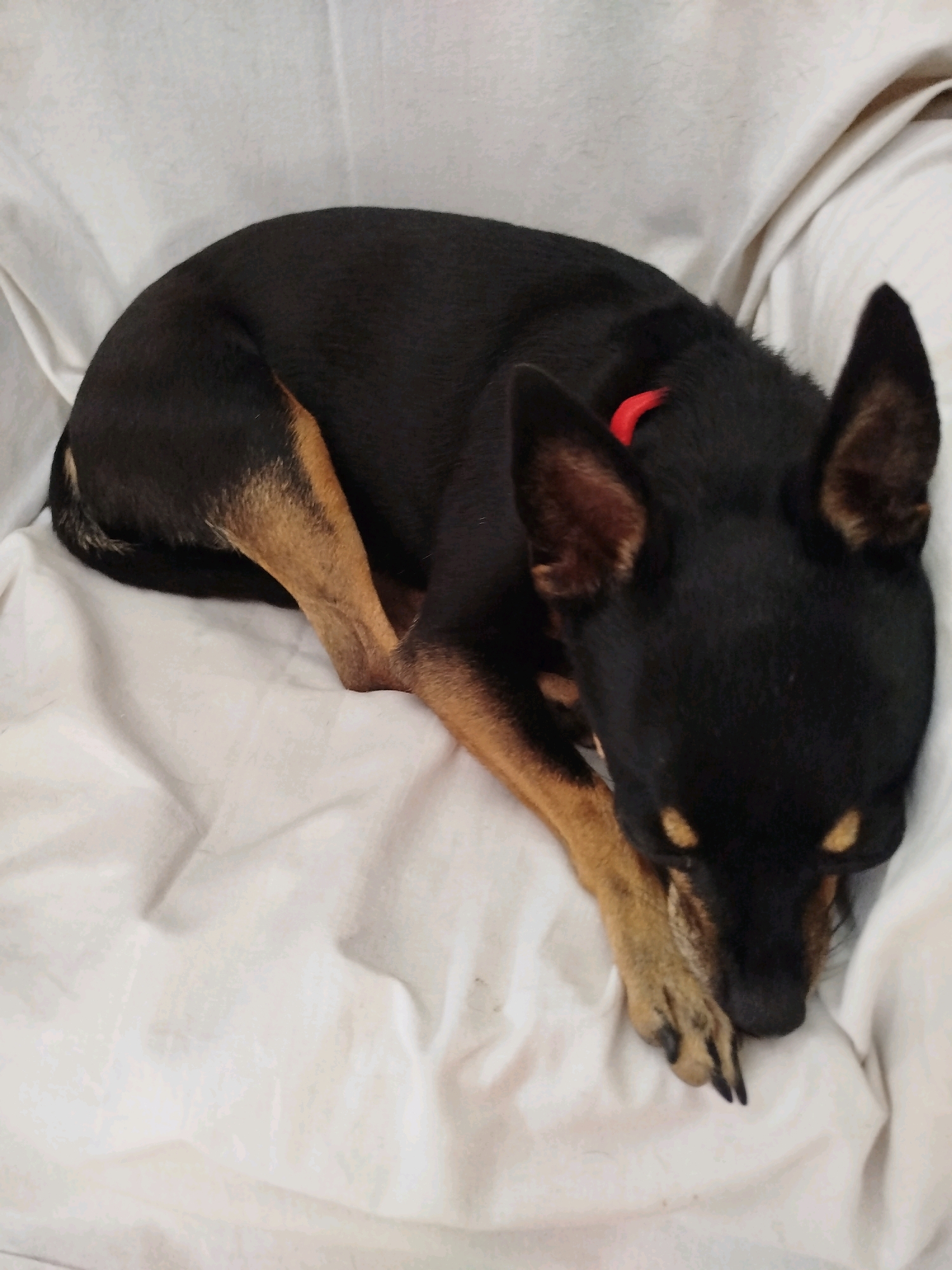 A black and tan dog is curled up and sleeping on a white, crumpled surface, possibly a blanket or bed. The dog has large, erect ears and its head is resting on its paws. A thin, bright red collar is visible around its neck. The background is soft and out of focus, with the white fabric filling most of the frame. The lighting is soft, and shadows are present, suggesting an indoor setting. No specific location in Sithonia Municipal Unit, Greece, is depicted.