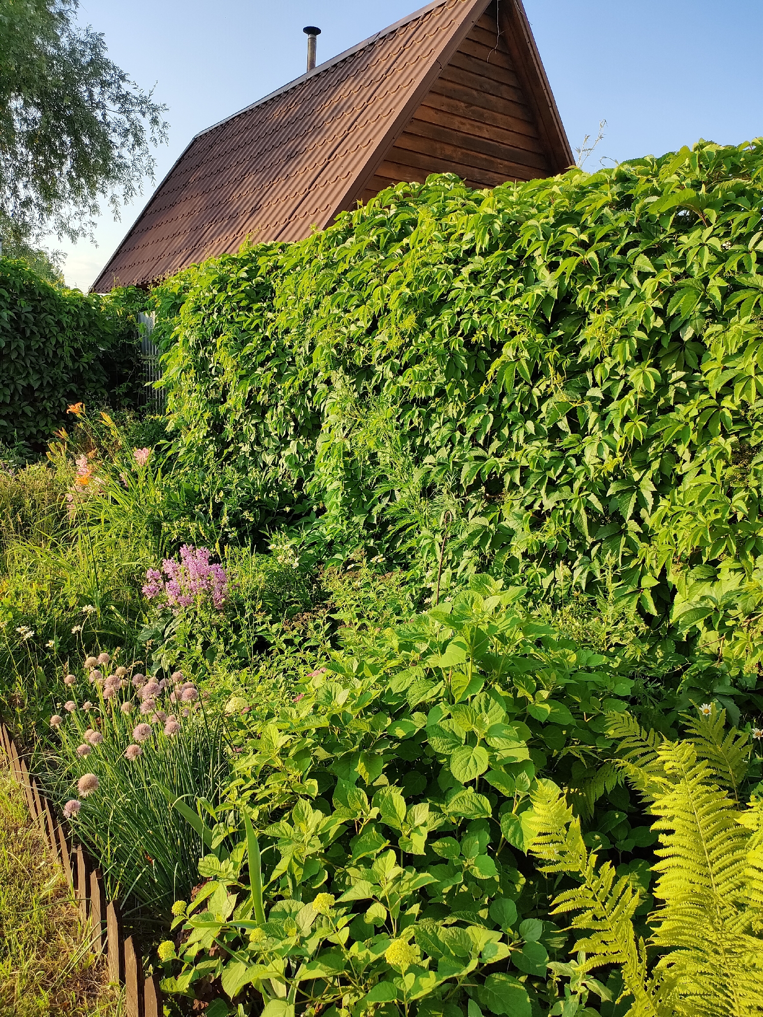The image depicts a lush, overgrown garden in a rural setting, likely Vlasikha, Russia, on a clear, sunny day. The scene is dominated by vibrant green foliage, with a thick wall of ivy-like vines covering a tall fence or the side of a wooden building. In the background, the steeply pitched, brown, corrugated roof of a house is visible, with a metal chimney pipe protruding from its peak.
The foreground is filled with a variety of plants, including flowering bushes with delicate pink blossoms and tall, thin stalks of chives topped with fluffy purple flowers. Further to the left, several orange daylilies add a splash of color. Lush green foliage, including broad-leafed plants and delicate ferns, fills the lower portion of the frame. A small, weathered wooden fence runs along the left edge of the garden, separating it from a patch of dry grass.
The sunlight suggests it is either late morning or late afternoon, casting a warm glow on the greenery. The overall impression is one of abundance and natural beauty, a well-established garden thriving under the summer sun. There is no visible text in the image.