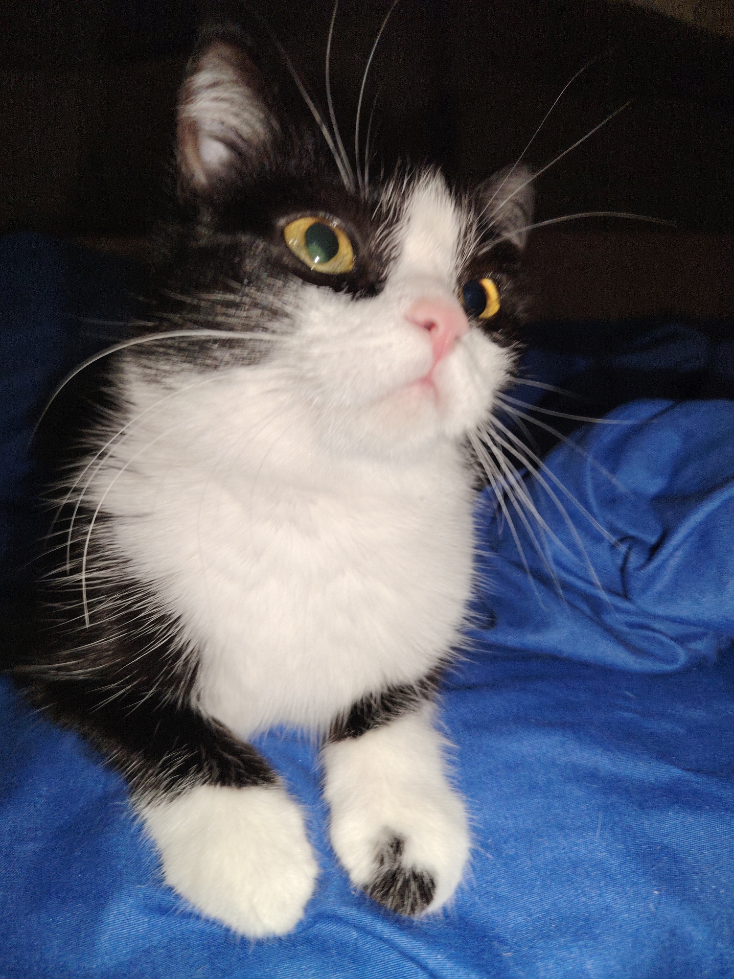 A medium shot captures a black and white kitten from the chest up, resting on a wrinkled blue fabric surface. The kitten's fur is predominantly white on its chest and face, with black markings around its ears, eyes, and back. Its bright yellow eyes are wide and looking slightly to the right of the camera. The kitten's pink nose is slightly upturned, and its long white whiskers fan out from its snout. The background is dark and indistinct. The overall impression is of a curious and alert young feline.