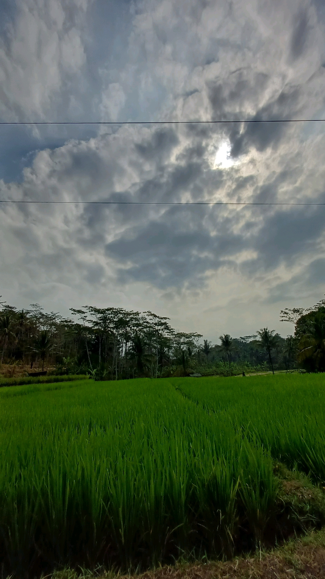This is a landscape photograph taken in the city of Mlobo, Indonesia. The image features a vast, lush green rice paddy in the foreground, stretching across the frame. In the middle ground, a dense line of trees, including palm trees and other tropical foliage, forms a natural border. Beyond the trees, the background consists of a cloudy sky with the sun peeking through a break in the clouds, creating a dappled light effect. Two thin, dark horizontal lines, likely power lines, are visible in the upper portion of the sky. The overall scene depicts a tranquil rural environment.