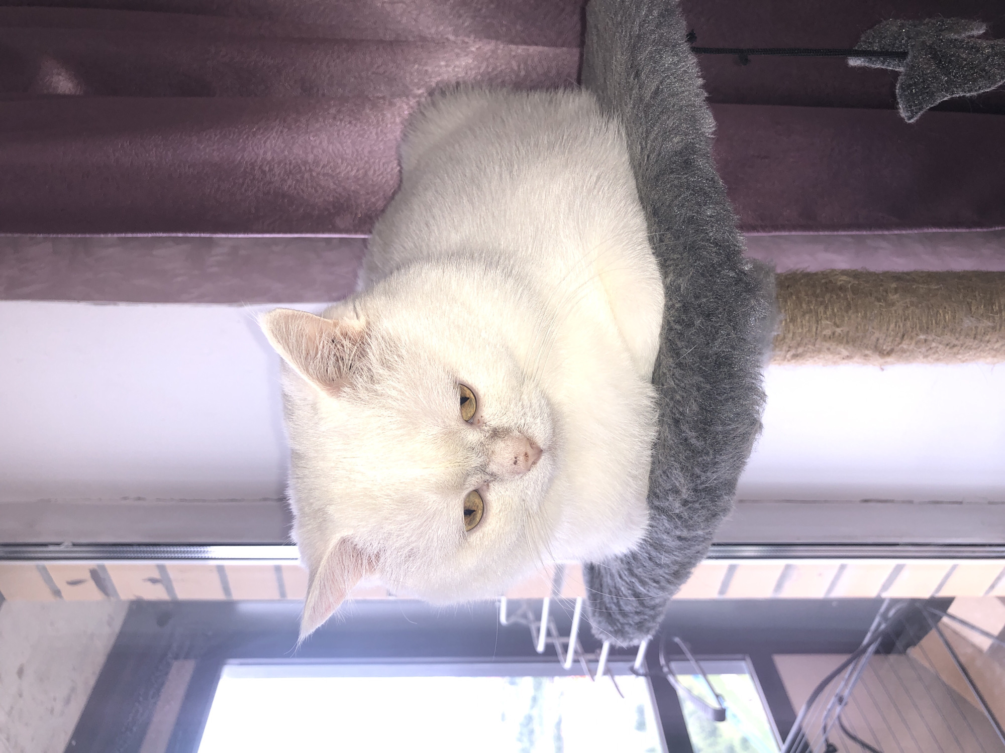 A white cat with yellow eyes is resting on a grey fluffy platform of a cat tree. The cat is positioned in the center of the frame, facing downwards and to the left, with its body curled into a loaf shape. Behind the cat, a purple curtain is visible to the right, and a window showing buildings and greenery is to the left. The lighting suggests it is daytime.