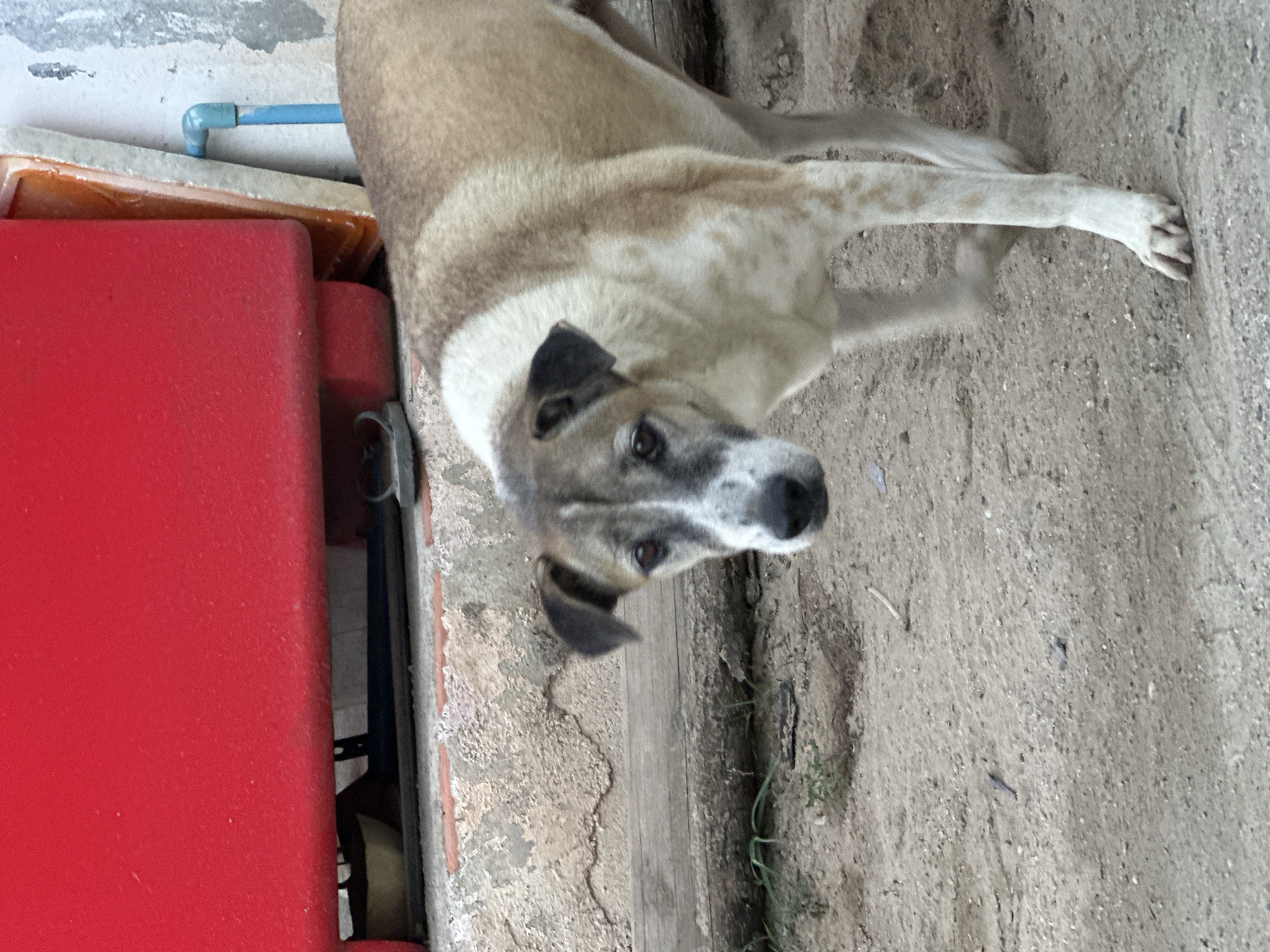 The image shows a medium-sized dog with tan and white markings standing on a sandy ground near a weathered concrete structure. The dog is looking towards the viewer with a slightly tilted head. Behind the dog, a bright red, rectangular object is visible, and to the right, a section of a white wall with a blue pipe is present. The environment appears to be outdoors, possibly in a residential or utility area. The scene is set in ตำบลเกาะพะงัน, Thailand.