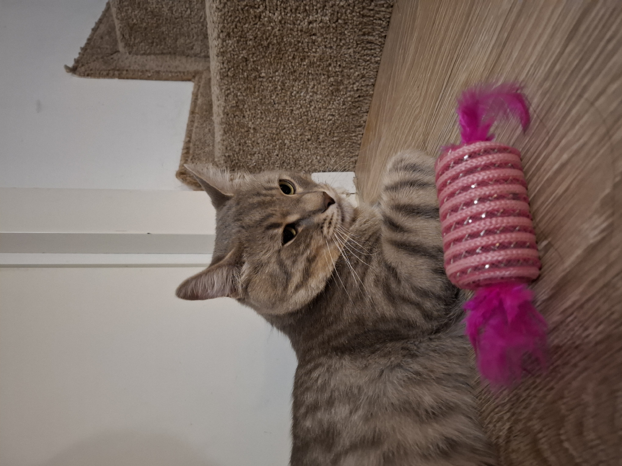 A tabby cat with grey and brown stripes is lying on a wooden floor next to a pink cat toy with fluffy pink feathers on either end. The cat is looking to its right with its head tilted slightly down. Behind the cat, a carpeted staircase rises. The walls are white and a door frame is visible to the left of the cat. The scene takes place indoors, likely in a residential setting. There are no people visible in the image. The image does not provide any information about the location in Zemun Urban Municipality, Serbia.