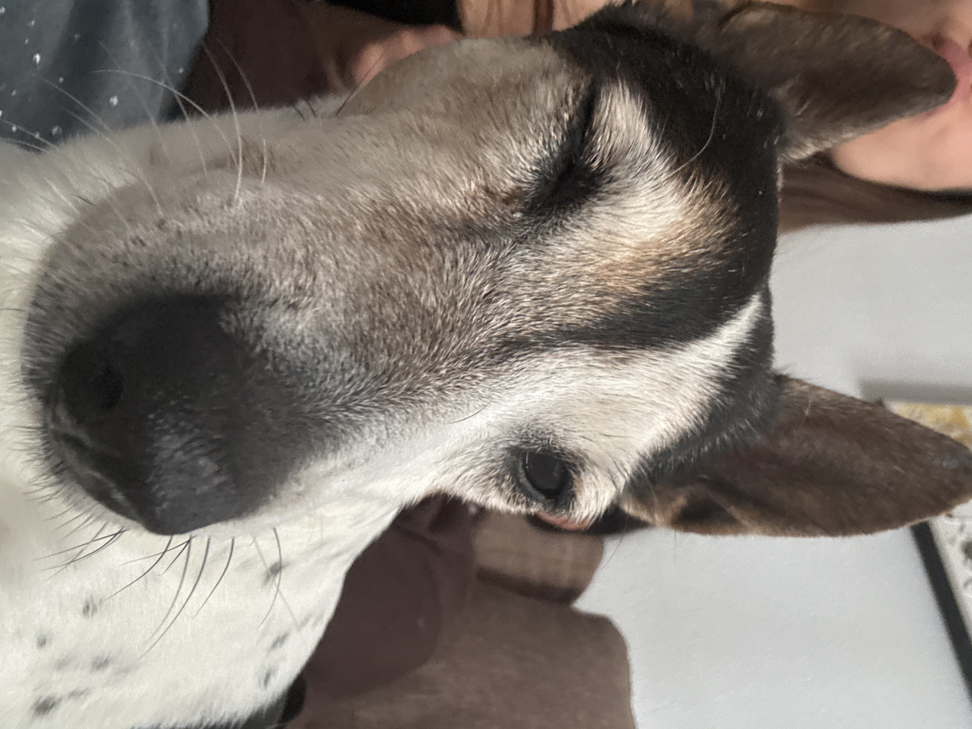 A close-up shot focuses on the face of a dog with tri-colored fur, predominantly white with black and tan markings. The dog is winking, with its left eye closed and its right eye open and dark. Its snout is black, and prominent white whiskers extend from its muzzle. The dog's ears are erect and pointed, with dark brown outer surfaces and lighter inner fur. In the background, a person's shoulder and dark hair are visible, suggesting they are holding or near the dog. The environment appears to be indoors, with a brown upholstered surface visible behind the dog, possibly a couch. There is no discernible information about the city of Orihuela, Spain, in this image.
