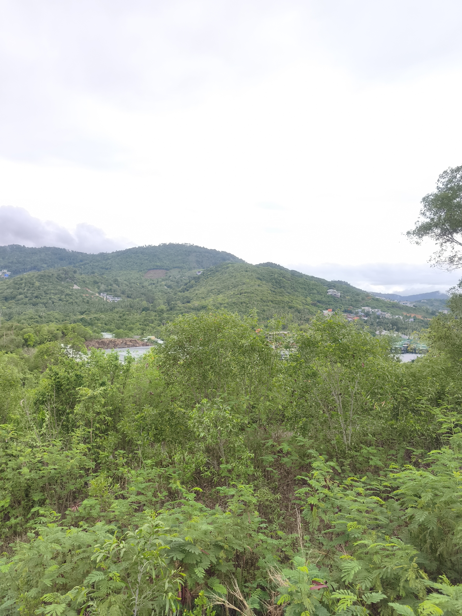This is an outdoor, wide-angle landscape photograph showcasing a vibrant tropical environment. The foreground is dominated by a dense array of lush green vegetation, consisting of various bushes and smaller trees with intricate leaf patterns, some appearing fern-like.
In the midground and background, verdant hills and mountains rise under an overcast, bright sky. These hills are densely covered in rich green foliage, indicating a forested or heavily vegetated area. Scattered across the slopes of these hills are numerous white or light-colored buildings, suggesting residential or resort development integrated into the natural landscape.
A body of water, possibly a bay or sea, is partially visible between the foreground greenery and the distant hills, with some structures appearing along its edge or on its surface. The overall lighting is soft and diffused due to the cloudy sky, indicating daytime conditions. The scene suggests a serene and natural setting, with human habitation nestled within the abundant greenery. No specific activity or individuals are visible, and there is no discernible text in the image. The location is บ้านบางรักษ์, Thailand, which is consistent with the tropical mountainous and coastal appearance.