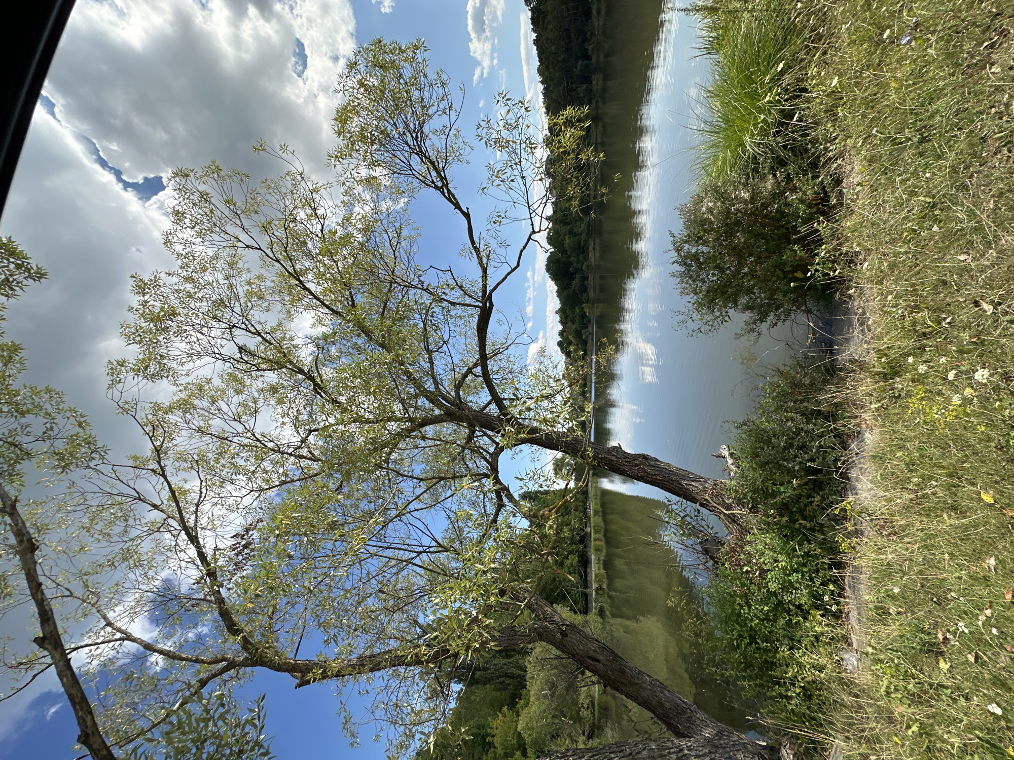 A serene landscape photograph captures a tranquil lake scene near Makiv, Ukraine. The foreground is dominated by a grassy embankment with scattered wildflowers and fallen leaves. Two large trees with thin branches and sparse green foliage stand prominently on the left and right sides of the frame, their trunks angled towards the water. The lake itself occupies the middle ground, its calm surface reflecting the sky and the distant treeline. The water is a muted green hue, with a slight ripple. Beyond the lake, a dense forest lines the opposite bank, creating a dark green wall against the horizon. The sky above is a vibrant blue, dotted with fluffy white clouds that are partially illuminated by sunlight. The overall impression is one of natural beauty and peacefulness, with the trees framing the expansive view of the lake and sky.
