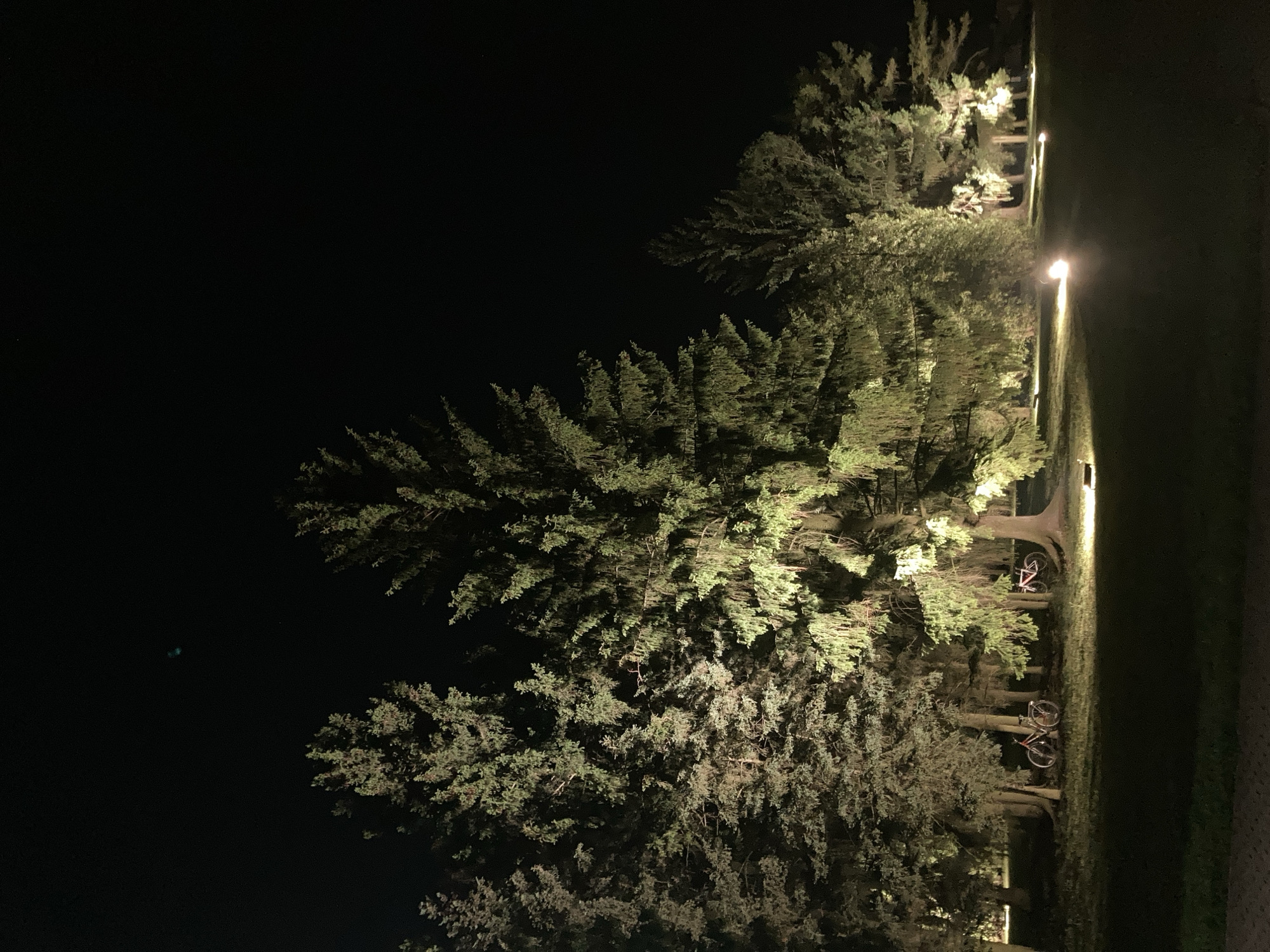 In the city of Unknown, Unknown, at night, a row of mature pine trees are illuminated by ground-level spotlights. Two bicycles are parked amongst the trees. The ground is covered in grass, and there is a paved walkway in the foreground. The sky is dark and clear, with a few faint lights visible. The overall scene is tranquil and serene.