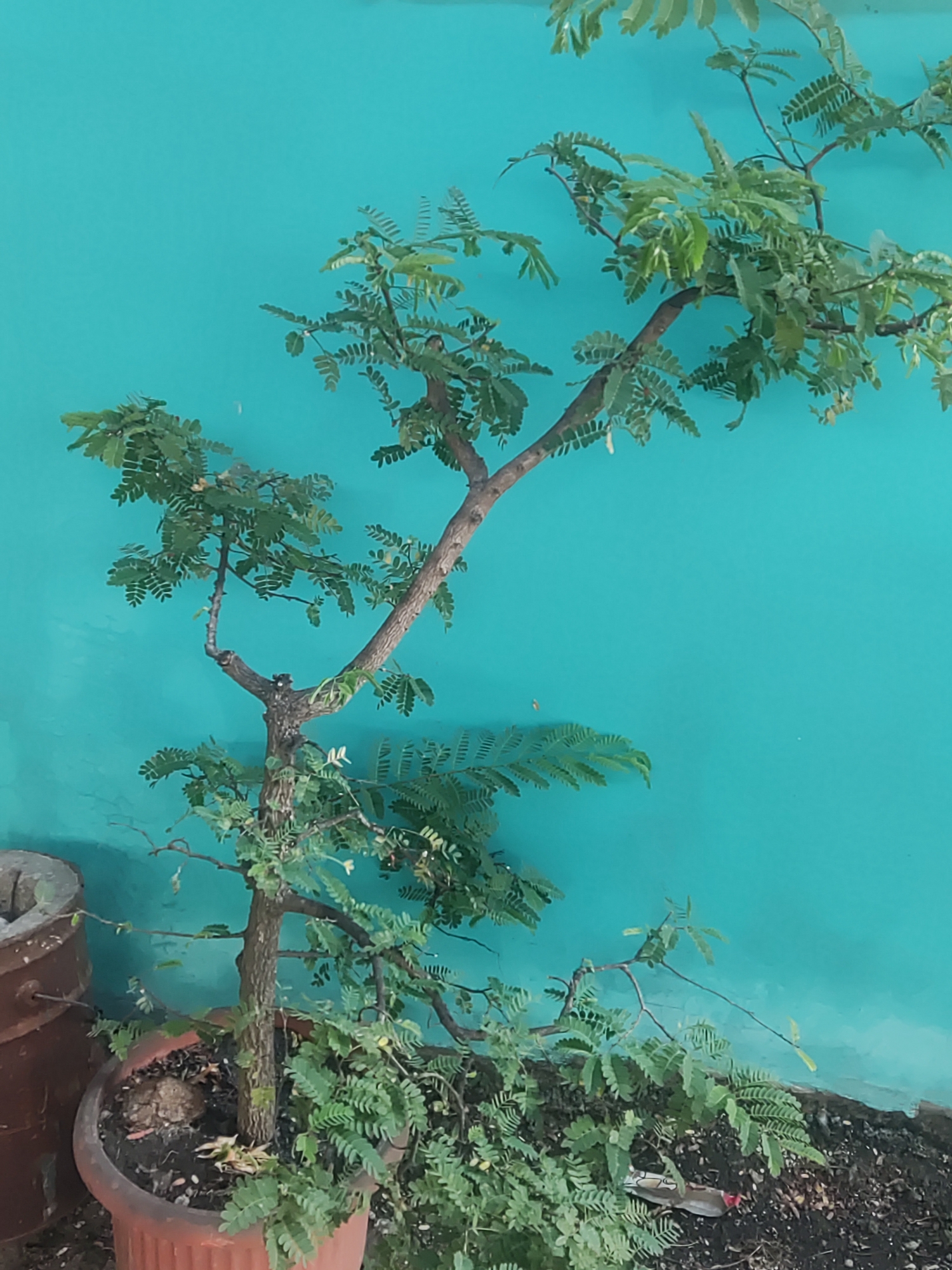 A young tamarind tree, its trunk gnarled and brown, is planted in a reddish-brown terracotta pot. The pot sits on dark soil, with some dried leaves and small stones visible. The tree has numerous green, feathery leaves and branches that extend upwards and outwards. The background is a solid, vibrant teal wall. To the left of the pot, a portion of a weathered, cylindrical object, possibly a metal drum or planter, is visible. The scene is outdoors, likely in a residential or garden setting in Trihanggo, Indonesia. There are no people present.