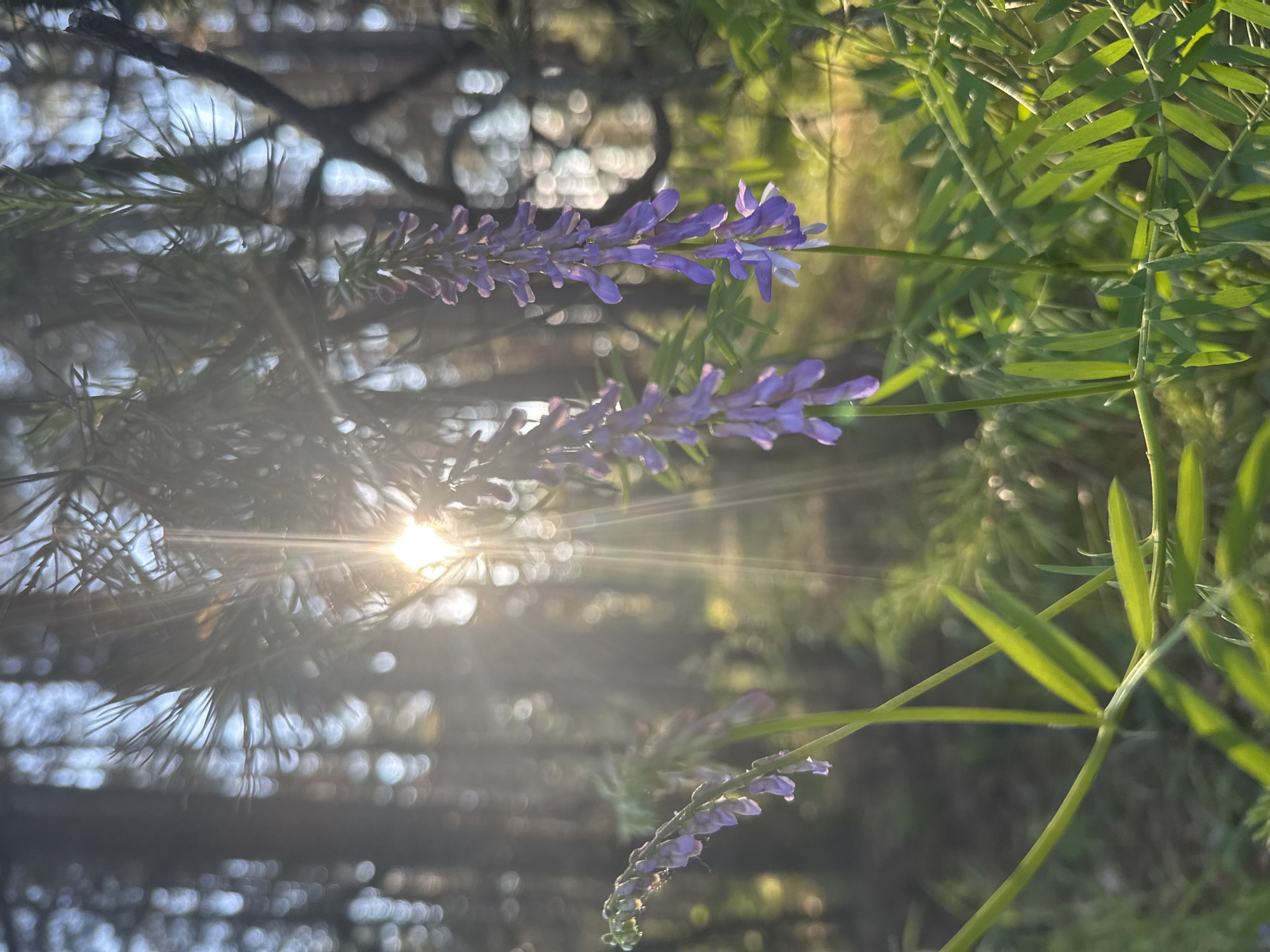 The image, oriented correctly, depicts a vibrant outdoor scene bathed in sunlight, likely during early morning or late afternoon. The central focus is on two stalks of delicate purple or lavender flowers, possibly belonging to the Vicia (vetch) or Lupinus (lupine) genus, standing out against a blurred natural background. The flowers are in sharp focus, showcasing their individual florets and subtle shading.
To the left and slightly behind the flowers, the sun is a prominent feature, creating a strong lens flare and distinct sun rays that cut across the frame. The intense backlight illuminates the edges of the flowers and leaves. Behind the sun, silhouetted branches and needles of a conifer, possibly a pine or spruce, are visible, their details softened by the light and depth of field.
To the right and in the foreground, lush green foliage with slender, elongated leaves provides a soft, out-of-focus frame. The sunlight catches these leaves, highlighting their vibrant green hues. The overall background is a soft blend of green and muted earth tones, characterized by numerous circular bokeh lights, indicating a shallow depth of field and distant light sources filtering through foliage.
The scene conveys a sense of peaceful nature. No human activity or visible text is present. The warm, golden light suggests a serene environment in a natural setting, consistent with a rural or forested area in Chaikovsky, Russia.