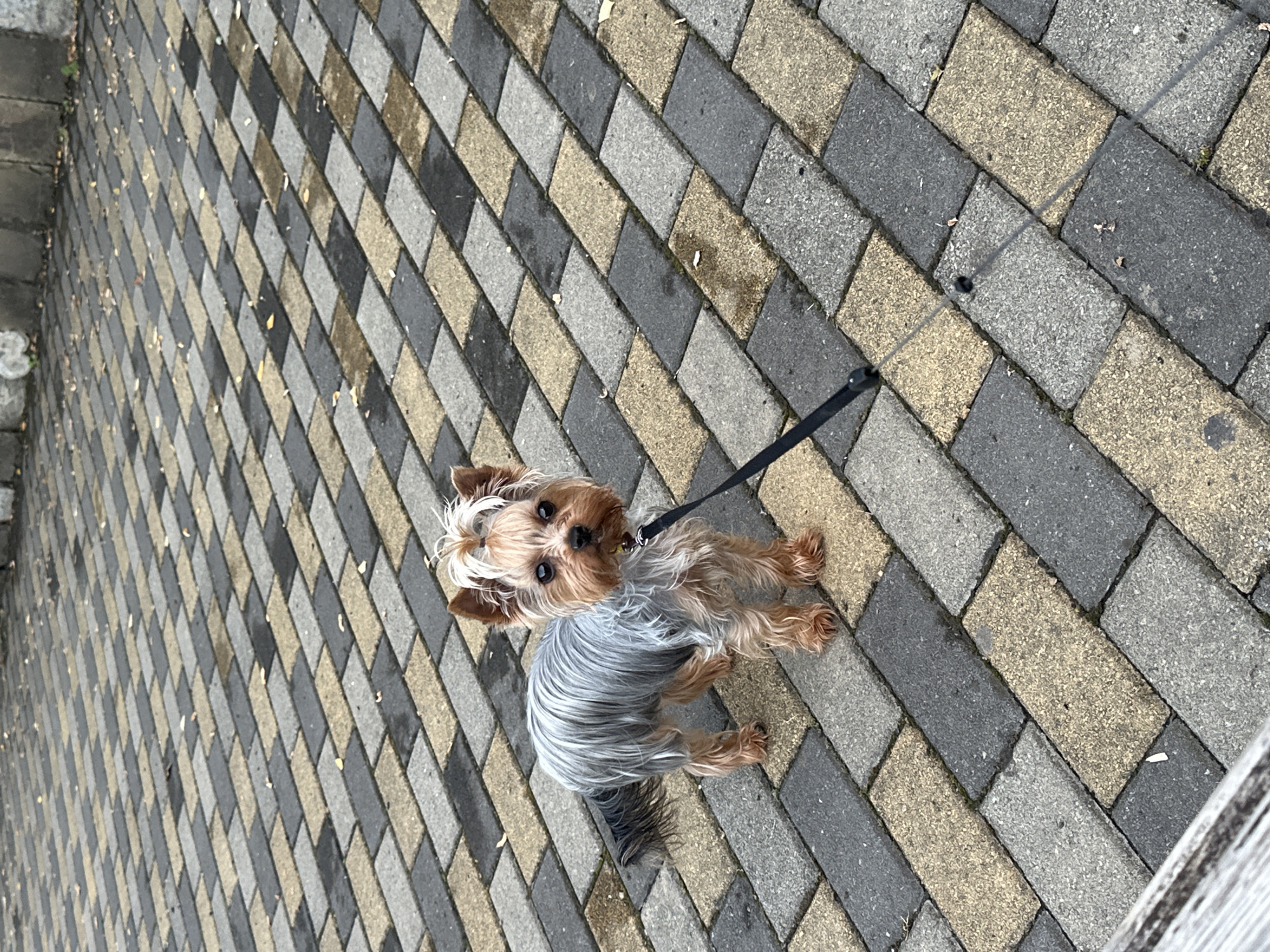 A small Yorkshire Terrier stands on a paved pathway composed of rectangular gray and tan bricks. The dog is facing the camera, with its leash attached and trailing to the right. The pathway shows some scattered leaves and appears to be outdoors, possibly in a park or walkway area. The background is out of focus, suggesting a shallow depth of field.