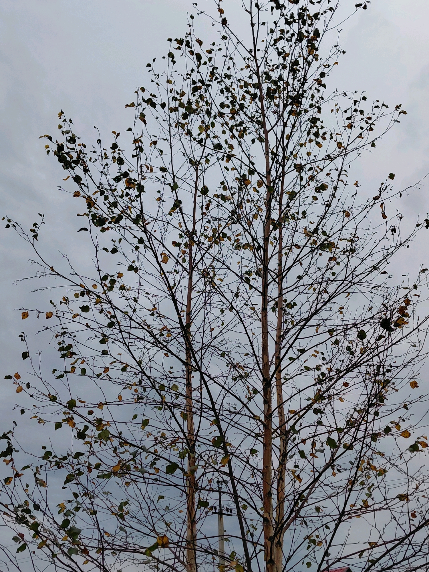 In Malinovka, Russia, a close-up, eye-level, medium shot captures two slender, tall trees with thin, bare branches and a scattering of remaining leaves, some green and some yellow, against a pale, overcast sky. The trees are the primary focus, filling the frame from bottom to top and left to right. Their trunks are light brown and smooth. The branches extend outward in a complex network, creating a sense of autumn or early winter. A utility pole and wires are visible in the background, partially obscured by the branches. A sliver of a red roof is visible at the very bottom of the frame. The overall impression is one of a subdued, natural scene within an urban or semi-urban environment.