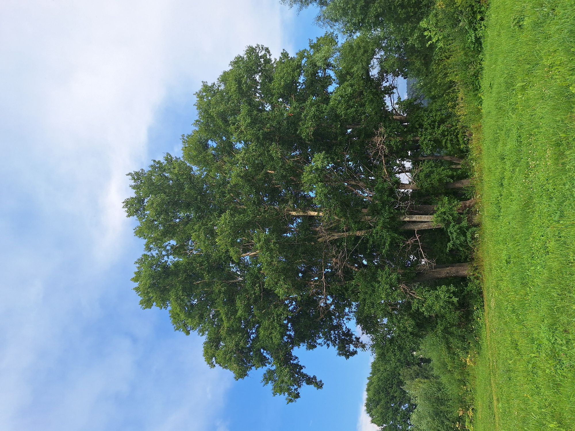 A vibrant green meadow stretches across the foreground of the image, with lush grass dotted with small white flowers. In the middle ground, a cluster of tall, mature trees with dense green foliage dominates the scene. The largest tree stands prominently in the center, its branches reaching outwards. Behind the main trees, a dense line of various smaller trees and bushes forms a natural barrier, suggesting a forest edge. The background features a bright blue sky with scattered white clouds. The scene appears to be a natural landscape, possibly a park or rural area. The image does not contain any people or identifiable man-made structures. The overall atmosphere is serene and natural, suggesting a pleasant outdoor environment. It is not possible to ascertain the specific location within Atamanovka, Russia from the image alone.
