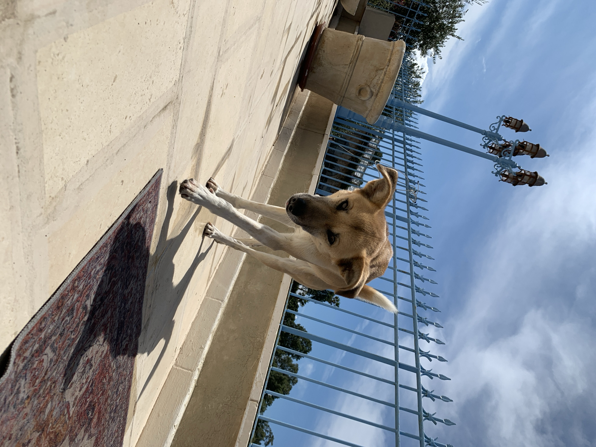 The image depicts an outdoor scene located in Tel-Aviv, Israel. A medium-sized dog with light-brown fur and white lower legs is centered on a light-beige paved patio or walkway. The dog is positioned with its body angled slightly to the right, leaning forward with its head lowered, and its dark eyes are directed towards the viewer. Its front left paw is slightly raised from the ground. Bright sunlight from the upper left casts distinct, elongated shadows of the dog onto the paving and a partially visible, patterned rug (featuring red, brown, and blue tones) in the lower right foreground.
In the mid-ground, a light-blue metal fence with ornate, spear-tipped finials extends horizontally, separating the immediate area from the background. To the left of the fence, a large, weathered, light-colored planter pot is visible. Behind the fence, two tall, light-blue lampposts with ornate scrollwork each support three bell-shaped lanterns enclosed within decorative cages. These lampposts and the fence style are characteristic of architectural elements found in areas like Old Jaffa or other historically significant districts within Tel-Aviv. Beyond the fence and lampposts, a line of green trees is visible under a clear blue sky with scattered wispy white clouds.