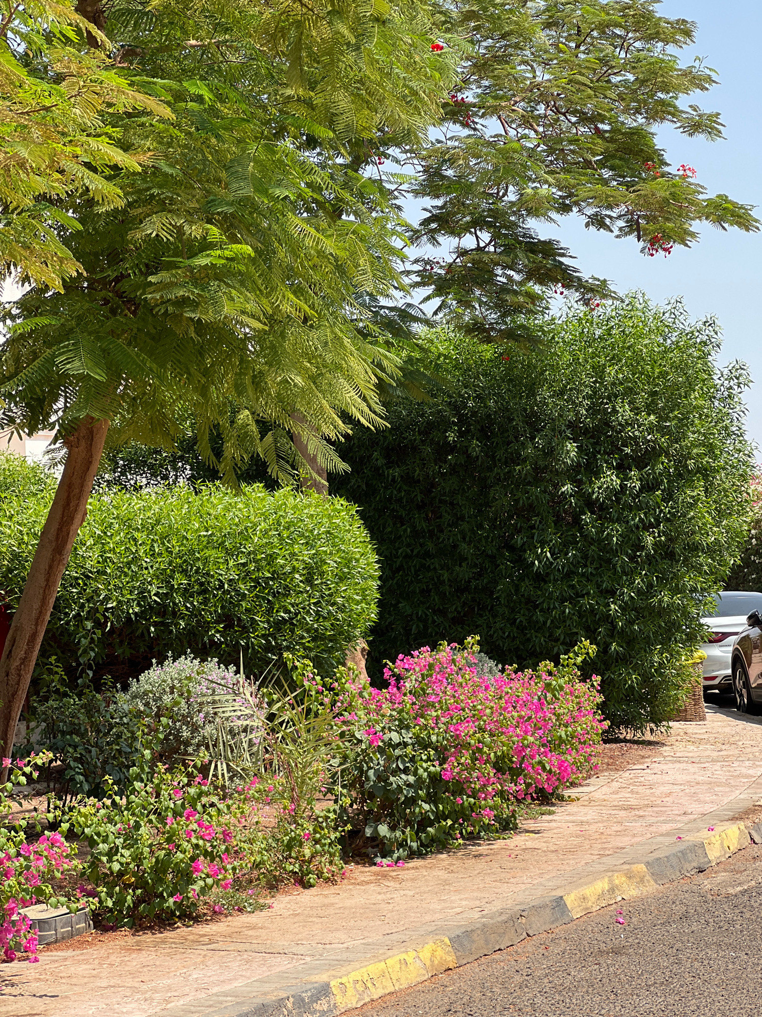 This image depicts a sunny outdoor scene in Sharm El Sheikh, Egypt, likely a residential area or park. In the foreground, a paved sidewalk with yellow and black painted curbs lines a paved road. Lush green foliage dominates the scene, with a large tree with feathery green leaves on the left, a dense hedge of neatly trimmed green bushes behind it, and a larger, more unruly green bush on the right. Bright pink bougainvillea flowers cascade along the base of the bushes, creating a vibrant contrast with the greenery. A partial view of a white car and a dark car are visible parked behind the foliage on the right. The sky is clear and blue, indicating fair weather. There are no people visible in the image.