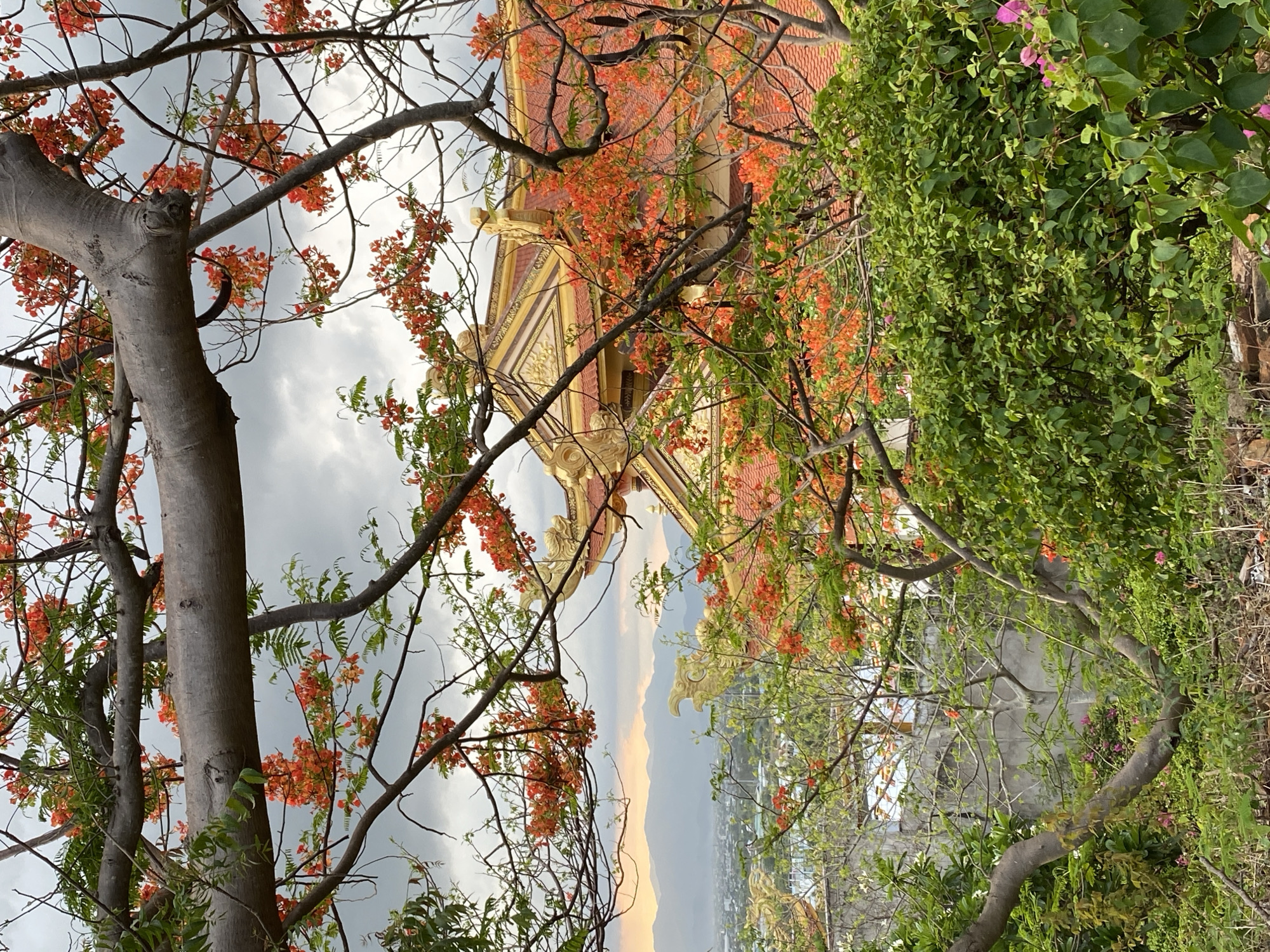 The image, taken in Phu Thuy Ward, Vietnam, showcases an ornate building viewed through the branches of a tree in bloom, with a cityscape and mountains visible in the distance. The building has a red and gold roof, and is framed by greenery on the right side. The tree in the foreground has a thick, grey trunk and branches with orange flowers. The sky is overcast with grey clouds.