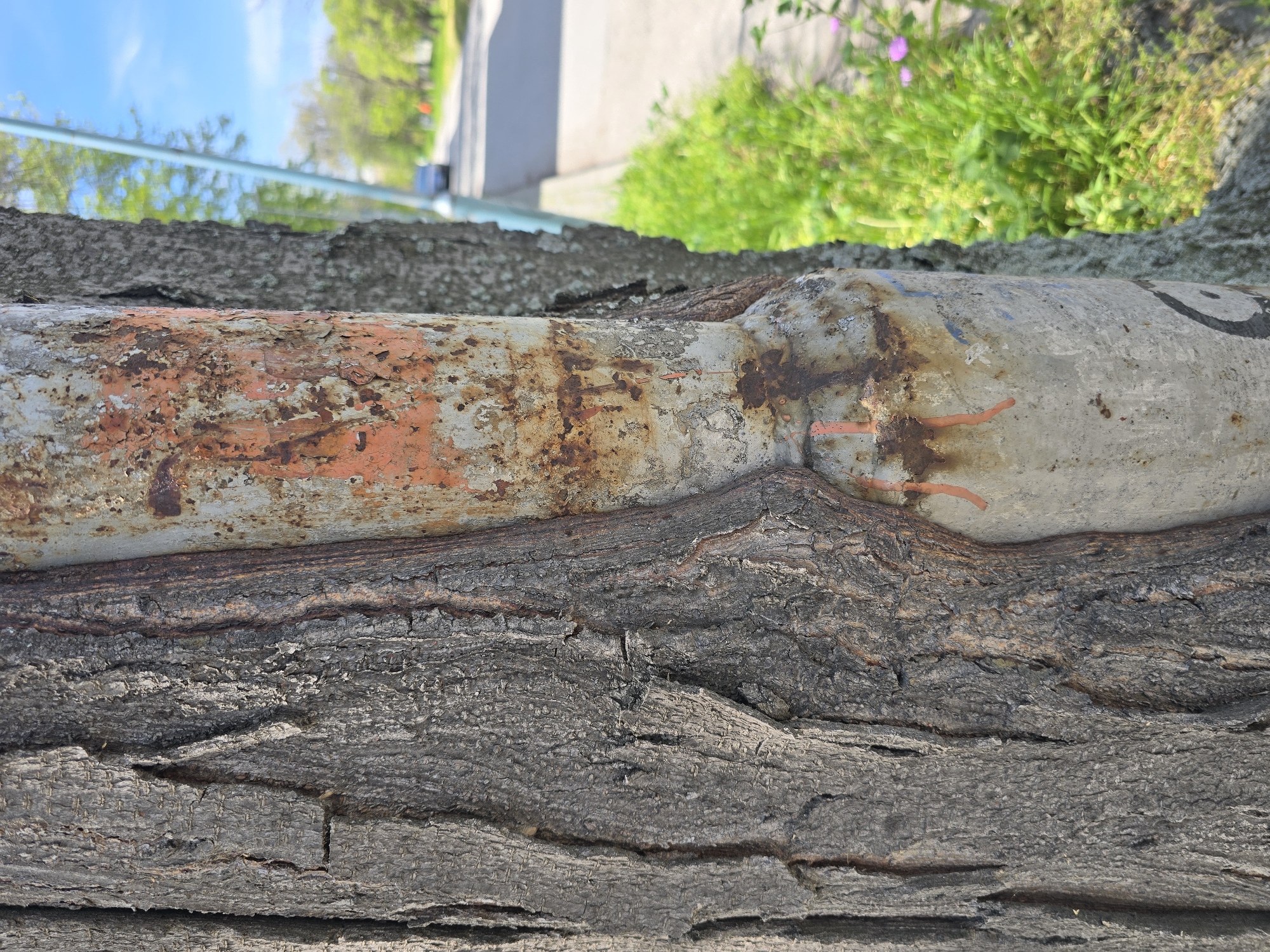 The image depicts a weathered metal pipe partially embedded within the bark of a tree. The pipe shows signs of rust and peeling paint, with remnants of orange paint visible. The tree bark is rough and textured, with deep cracks and crevices. In the background, blurred greenery and a road suggest an outdoor, possibly urban, setting. The location is in the city of Plovdiv, Bulgaria. There are no people in the image. The central focus is the interaction between the man-made metal pipe and the natural growth of the tree.