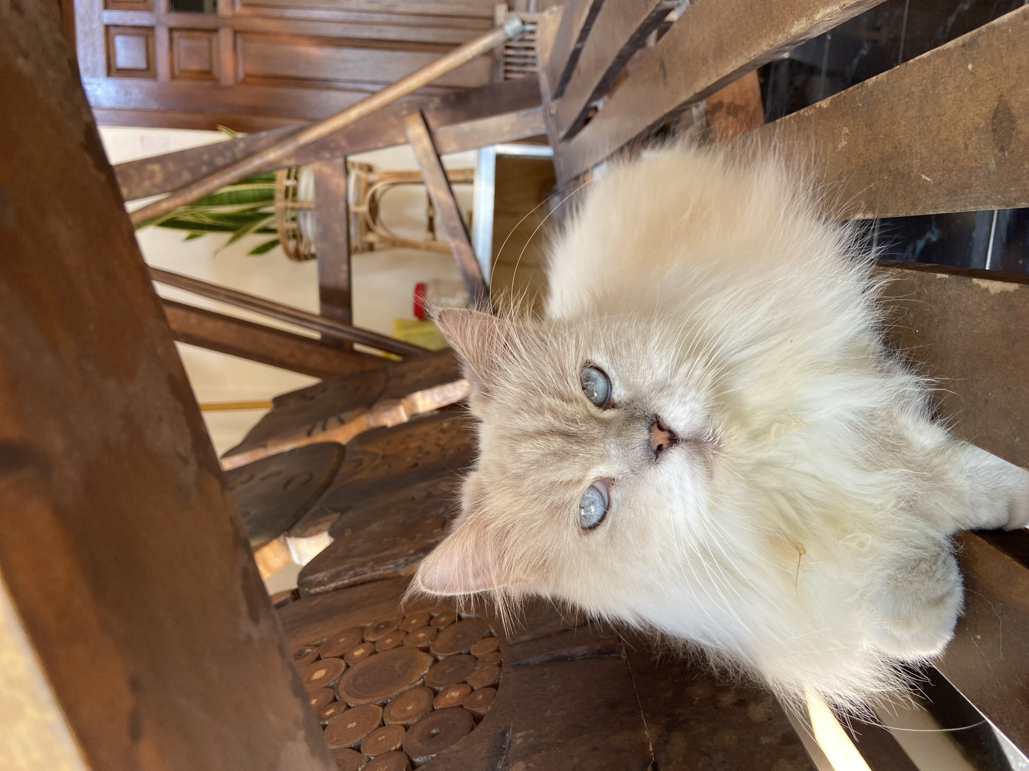 A close-up, eye-level shot features a fluffy, cream-colored cat with striking blue eyes resting on a wooden surface. The cat's fur is long and appears soft. Its gaze is directed towards the camera. Behind the cat, a dimly lit interior space is visible, with wooden furniture and a potted plant. A doorway with paneled doors is in the background. The scene is set in a home environment, likely a living area, in Margorejo, Indonesia.