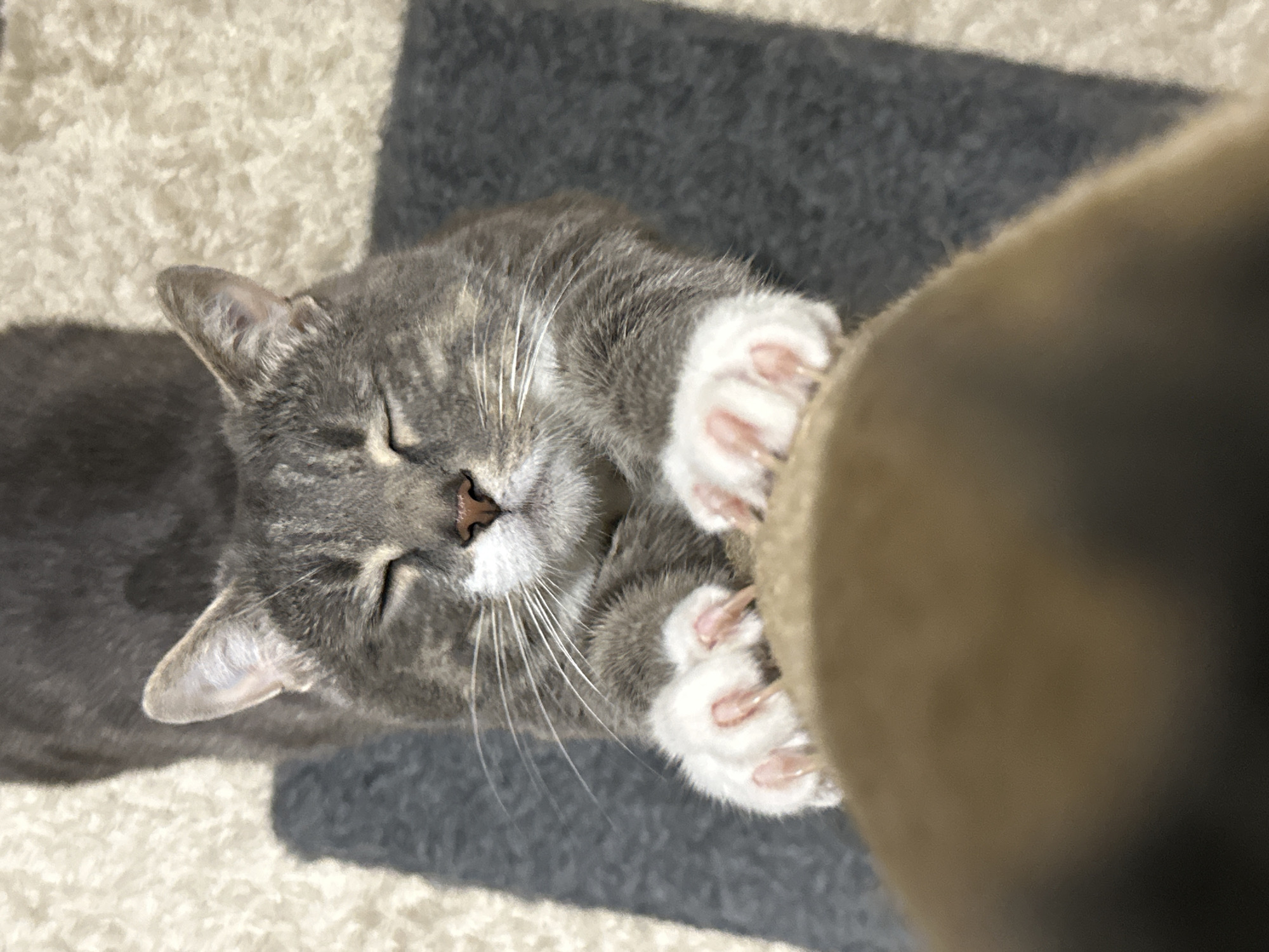 A gray and white tabby cat is stretching its front paws, claws extended, into a tan scratching post. The cat's eyes are closed, and its mouth is slightly open, revealing its pink tongue. The cat is lying on a gray scratching mat, which is placed on a cream-colored rug. The background is blurred, but it appears to be an indoor setting. The image is taken from a high angle, looking down at the cat.