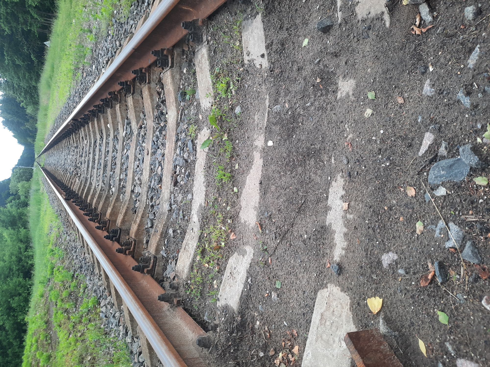 The image shows a close-up, low-angle perspective of a rural railroad track, likely in or near the village of Parechcha, Belarus. The perspective is looking down the length of the track, which recedes into the distance. The railroad bed is composed of gravel and ballast, with concrete railway ties supporting the rusted steel rails. Small green weeds and some fallen leaves are visible growing between the ties and on the gravel. The surrounding environment is characterized by lush green grass and trees on either side of the track, with a clear sky visible in the far distance. There are no people or animals visible in the image. The scene appears to be a quiet, natural setting, typical of a rural area in Belarus.