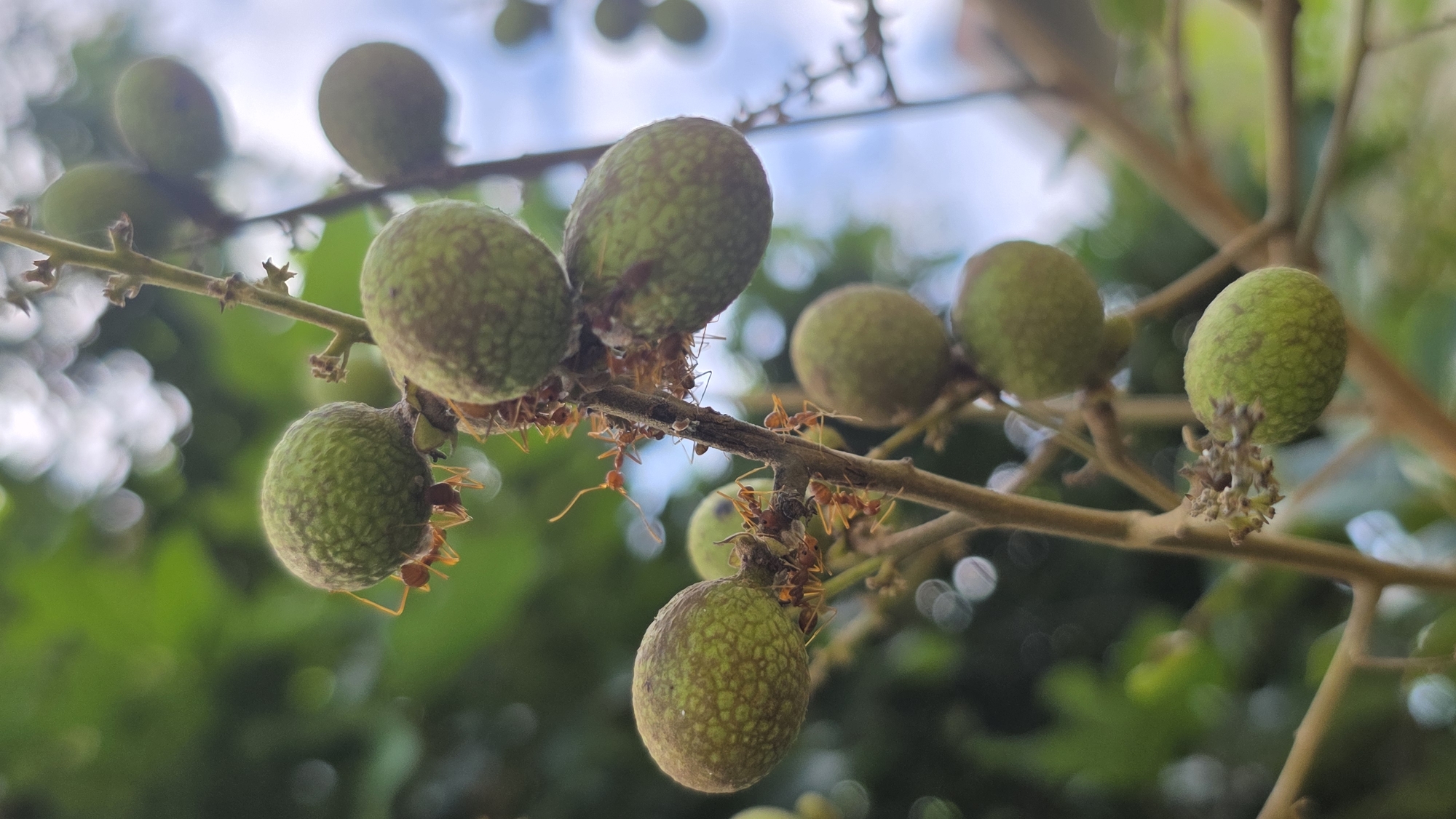 The image captures a cluster of longan fruits still on the branch, potentially in Lhokseumawe, Indonesia. The fruits are green and appear immature, with a speckled texture. Ants are actively crawling on the fruit and branches. The background is blurry, showing green foliage and glimpses of a bright sky with bokeh.