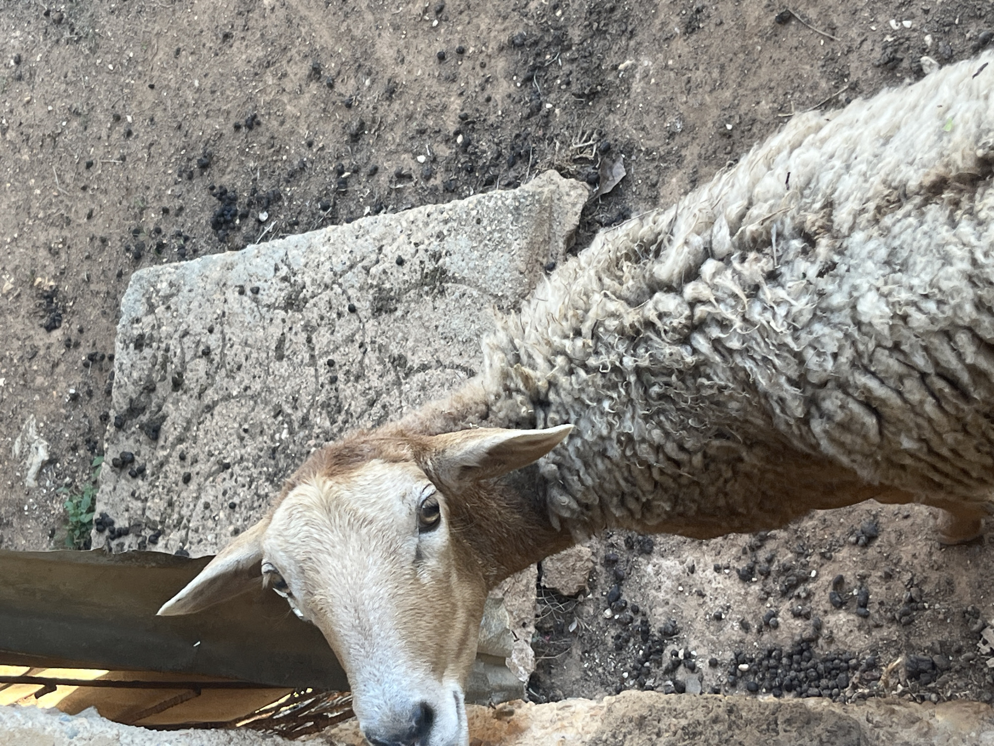 A close-up, high-angle shot captures a sheep looking directly at the viewer, its gaze appearing curious and attentive. The sheep's head, with its light brown and tan fur, is positioned in the lower-left foreground, while its body, covered in thick, matted, off-white wool, extends diagonally across the upper and right portions of the frame. A dark, possibly metallic, barrier or feeding trough is partially visible below the sheep's head.
The setting is an outdoor, rustic environment, likely a pen or farm in Tinaquillo, Venezuela. The ground is composed of uneven, dry dirt mixed with small stones and darker soil patches. Scattered prominently across the ground are numerous small, dark, pellet-like droppings, indicative of livestock. Several rough concrete blocks or stones are visible, forming part of the ground or a low structure. The bright, natural lighting suggests it is daytime, with clear weather illuminating the textures of the sheep's wool and the surrounding terrain. Small bits of plant matter and debris are also scattered on the ground. There is no visible text in the image.