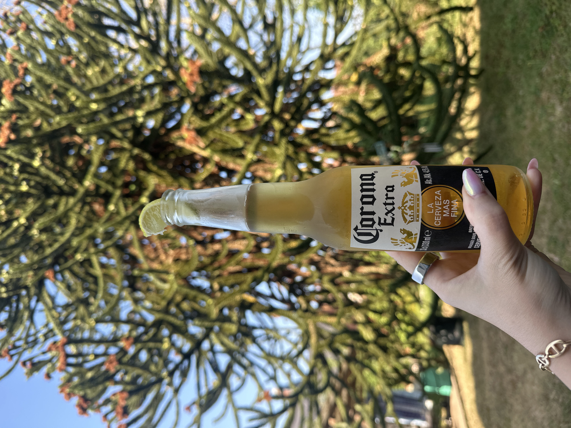 A person's hand, adorned with a silver ring and a bracelet, holds a bottle of Corona Extra beer. The bottle has a lime wedge perched on its rim. The background features a large, distinctive tree with green needles and reddish-brown cones, possibly an Araucaria species, under a clear blue sky. The ground is covered in green grass and scattered leaves, with a blurred green object in the distance. The image appears to have been taken outdoors in a yard or garden.