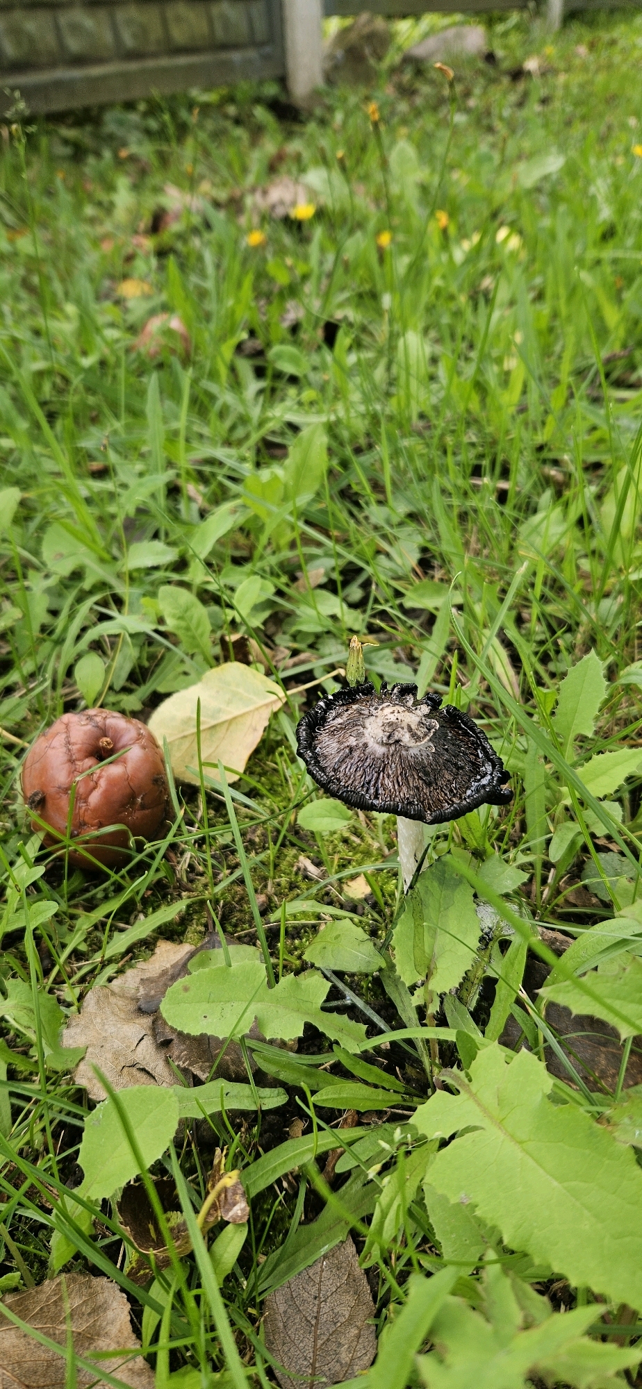 A close-up, low-angle, vertical shot captures a scene in the grass, possibly in Vitsebsk, Belarus. In the foreground, a partially decayed, reddish-brown apple rests on the mossy ground. To the right of the apple is a dark-capped mushroom with a white stem, its cap exhibiting a ruffled edge. The ground is covered with vibrant green grass, fallen leaves, and some scattered yellow wildflowers in the background. A blurred wooden fence is visible at the top of the frame. The lighting is natural, suggesting an outdoor setting during daylight hours.