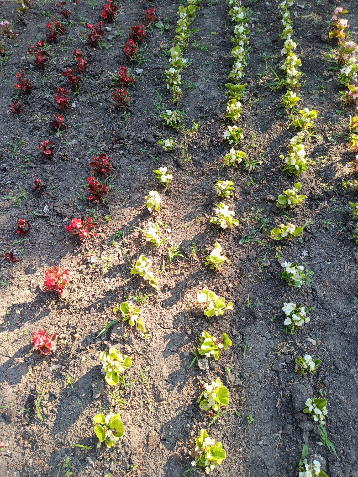 The image shows rows of red and white begonia plants in a garden bed. The plants are arranged in neat rows, with the red begonias on the left and the white begonias on the right. The soil is dark and appears to be well-maintained, with some scattered debris. The sun is shining, casting shadows on the ground. The scene is peaceful and well-ordered, suggesting a carefully tended garden.