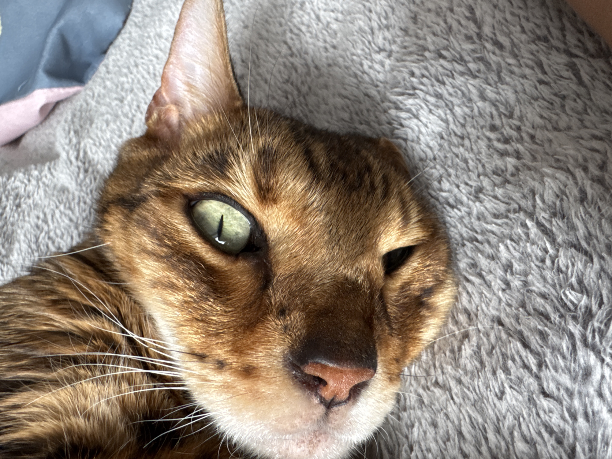 A close-up shot captures the head of a domestic cat, likely a Bengal, lying relaxed on a soft, grey, fluffy blanket. The cat has distinctive golden-brown fur with dark brown rosettes and stripes. Its left eye, a striking emerald green, is wide open and looking directly at the viewer, while its right eye is partially closed, suggesting a state of relaxation or sleepiness. A pinkish-brown nose and prominent white whiskers are clearly visible. In the blurred background, to the upper left of the cat's head, fragments of blue and pink fabric can be seen. The lighting is soft, highlighting the textures of the cat's fur and the blanket. The cat appears calm and content. No text is visible in the image.