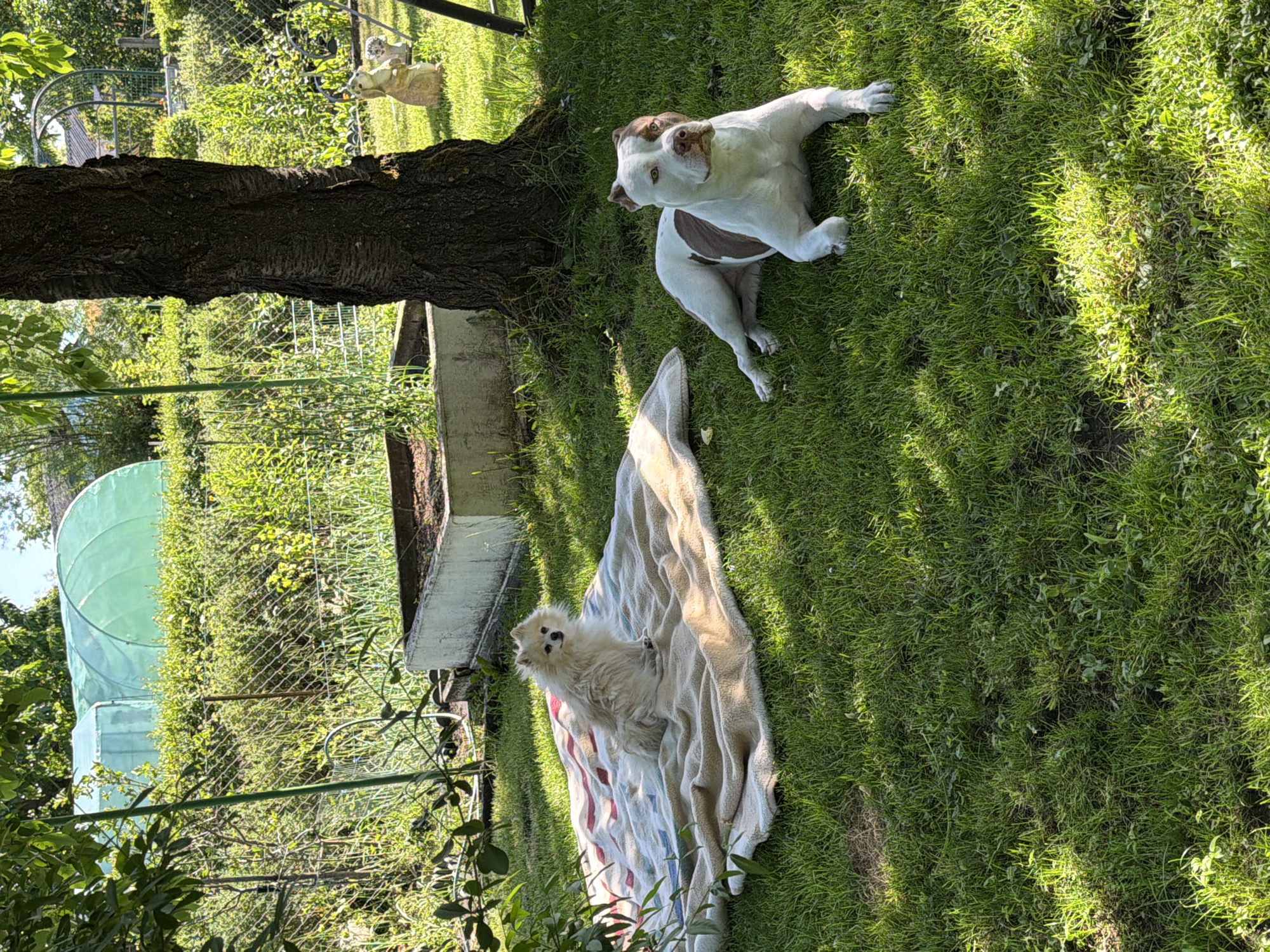 The image shows a grassy yard, likely a backyard garden, in Nuremberg, Germany. A large tree trunk anchors the scene. To the right of the tree, a white and brown American Bulldog-type dog is lying on the grass, looking towards the camera. Closer to the bottom of the frame, a small, light-colored Spitz-type dog is sitting on a blanket with red, white, and blue stripes. In the background, a fence runs along the edge of the yard, and a green dome-shaped structure, possibly a greenhouse or garden cover, is visible. The lighting suggests a sunny day. A concrete planter is visible next to the tree. In the background, on the grass near the fence, a squirrel statue is present.