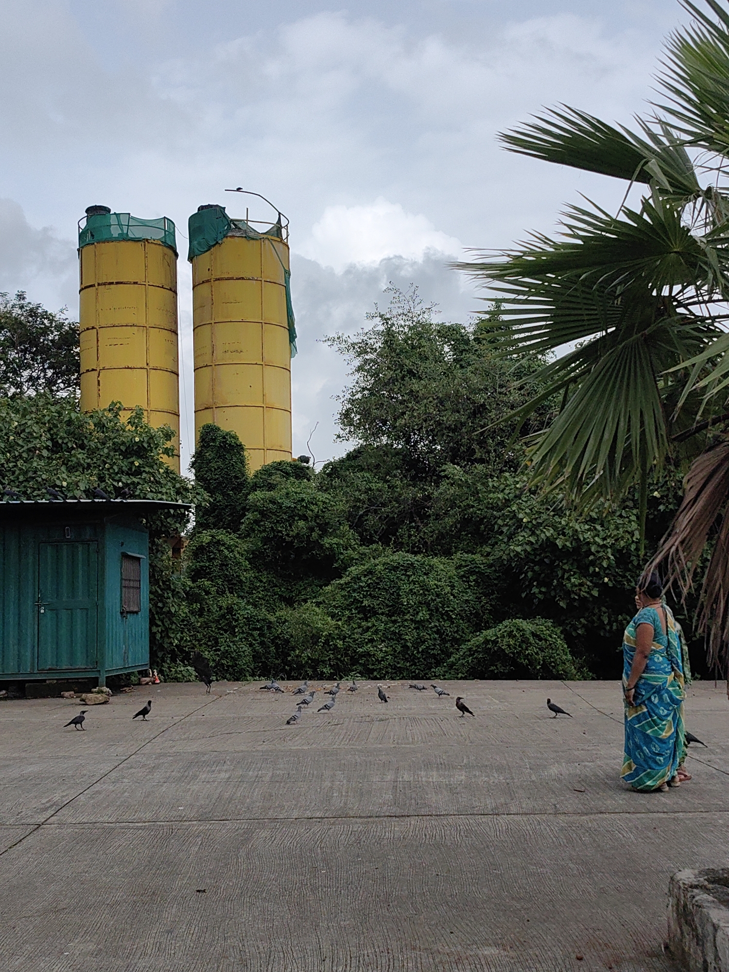 In Mira-Bhayander, India, an outdoor scene unfolds under a cloudy sky. Two large, yellow cylindrical silos stand prominently in the background, partially covered with green netting. They appear to be part of a construction or industrial site. In front of the silos, a dense green foliage of trees and bushes creates a lush backdrop. To the left, a small, teal-colored structure resembling a shed or small building is visible, with a barred window and a closed door. The ground is a paved concrete surface with visible expansion joints. A woman, dressed in a blue and green sari, stands on the right side of the frame, facing away from the camera and towards the silos. Her stance suggests she is observing the surroundings. Several birds, mostly pigeons and some crows, are scattered across the paved area, some walking, some appearing to peck at the ground. A large palm frond from a tree is visible in the upper right corner, adding a tropical element to the scene. The overall impression is one of a somewhat overcast day at a location that blends industrial structures with abundant vegetation and common urban wildlife.