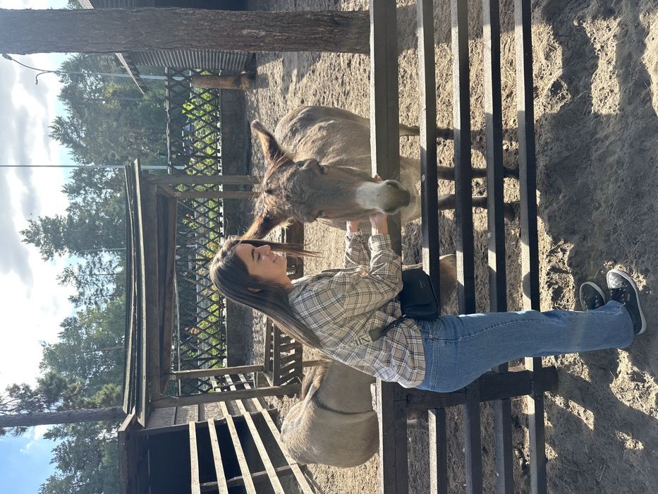An outdoor scene in Pidhirtsi, Ukraine, depicts a young woman interacting with two donkeys within a fenced enclosure on a sunny day. The female subject, positioned on the left, has long, dark brown hair and wears a light-colored plaid shirt, blue jeans, and dark sneakers, with a black shoulder bag across her body. She extends both hands through a dark wooden fence, appearing to pet the muzzle of a light brown and grey donkey that stands facing her. A second donkey, similar in coloring, is partially visible from its hindquarters in the background on the left, near a wooden shelter. The enclosure has a dirt ground, with a larger open wooden structure and another slatted wooden shelter visible in the background. Tall pine trees form a dense backdrop, and a partly cloudy sky is overhead. Sunlight casts distinct shadows on the ground.