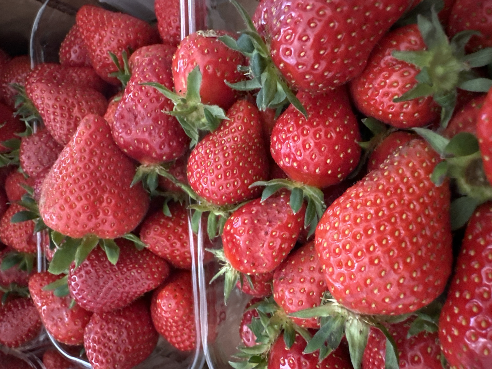 The image shows a close-up of fresh strawberries in clear plastic clamshell containers. The strawberries are bright red with visible seeds and green stems. The containers are packed full of strawberries, with some overflowing. The location, Chaikovsky, Russia, is not discernible from the image.