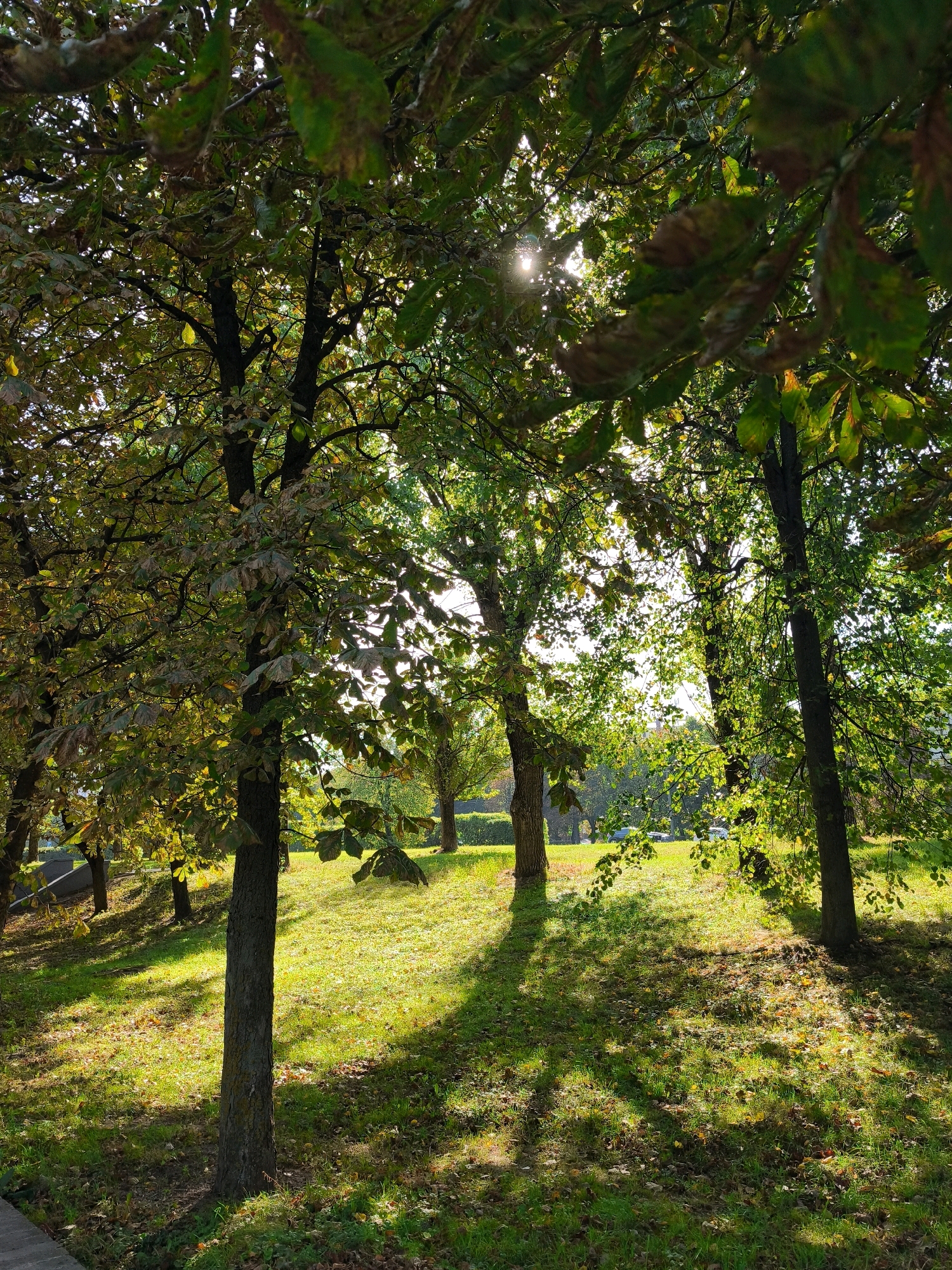 The image depicts a park scene in the city of Mahilyow, Belarus, bathed in the dappled sunlight of late afternoon. Several mature trees with dense green and brown foliage dominate the foreground and midground, casting long, sharp shadows across a grassy slope. The sun's rays filter through the leaves, creating bright highlights and a lens flare effect. In the distance, the park transitions to a more open area with manicured lawns, some scattered trees, and hints of vehicles and park infrastructure, suggesting a public recreational space. The overall impression is one of a serene, natural setting within an urban environment.
