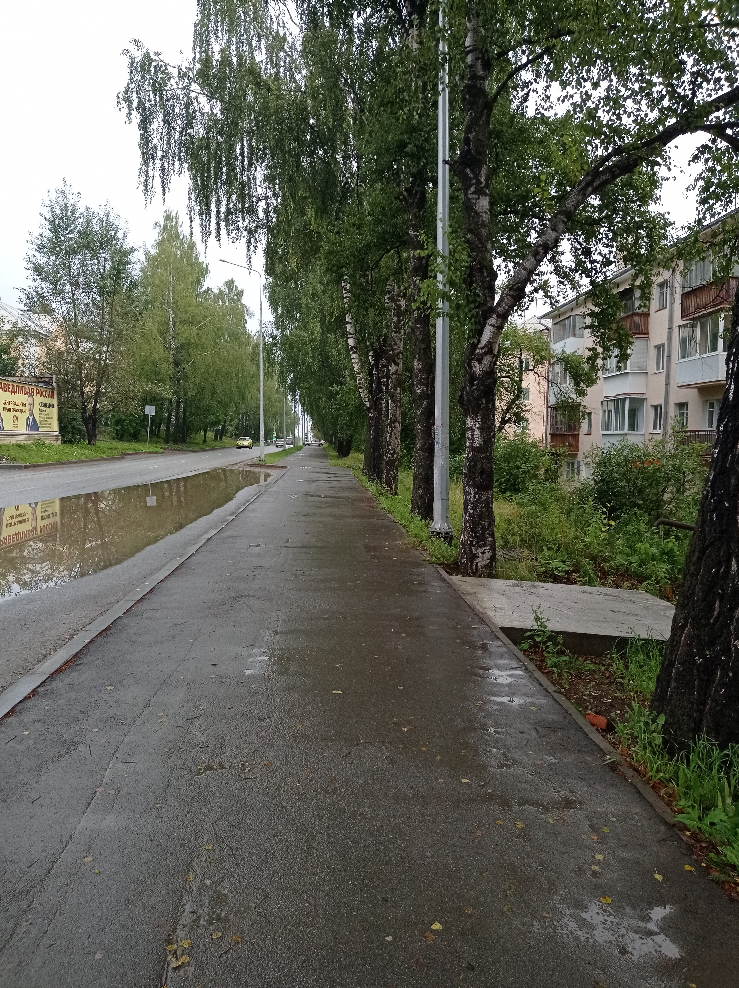 The image depicts a wet, paved sidewalk and street in a city, likely Degtyarsk, Russia, under an overcast sky. Tall birch trees with distinct white and black bark line the sidewalk, their branches heavy with green leaves. To the right of the sidewalk is a light-colored apartment building with balconies. The street is wet, with large puddles reflecting the sky and surrounding trees. A few cars are visible driving or parked on the street in the distance. A large billboard is situated on the left side of the street, partially obscured by trees. The overall scene suggests a damp, possibly rainy day in an urban environment with a significant amount of greenery.