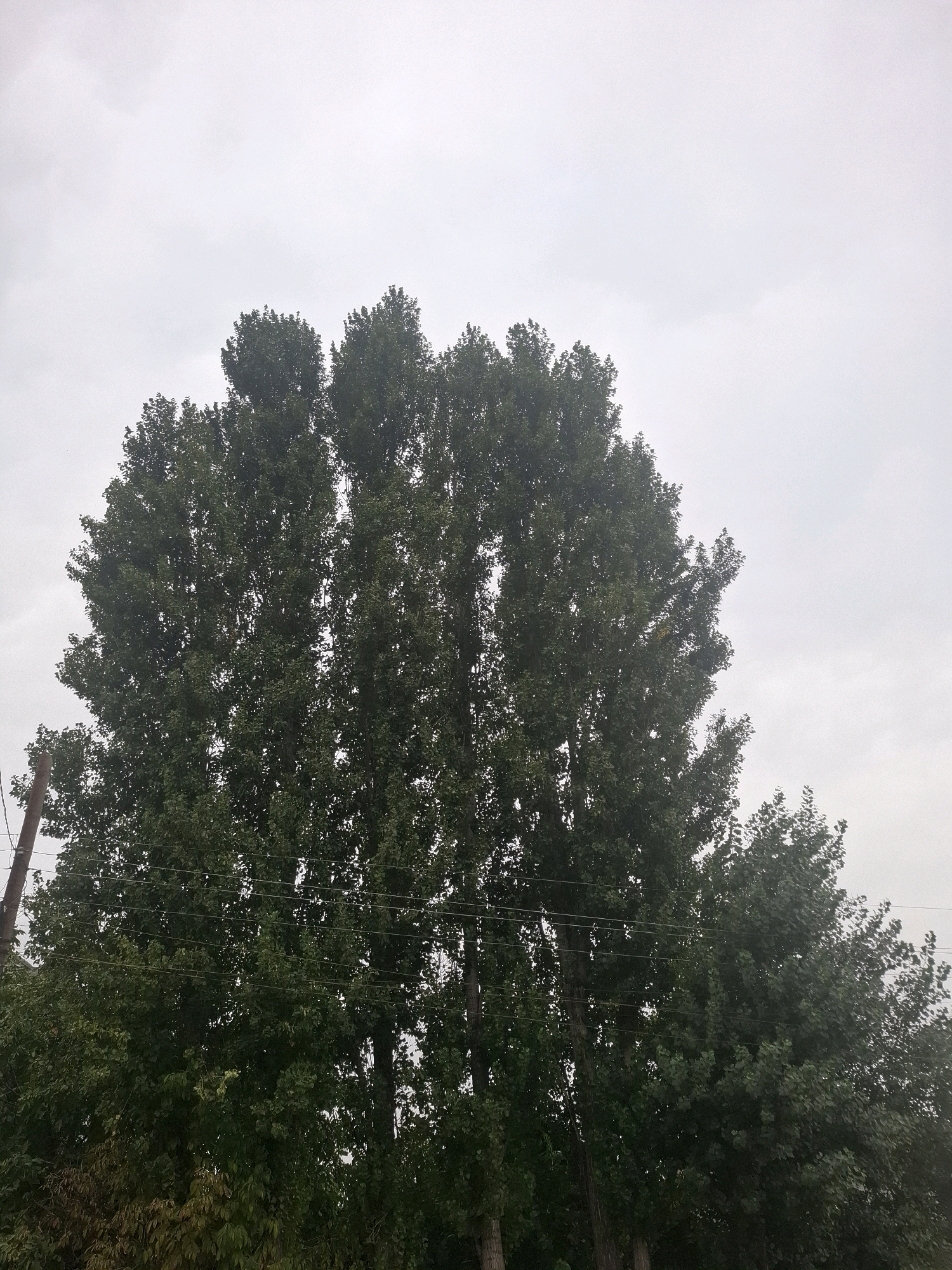 The image shows a dense cluster of tall, dark green trees against a pale, overcast sky. The trees dominate the frame, with their leafy canopies forming a rounded, overgrown shape. In the lower left portion of the image, a utility pole with visible wires runs vertically alongside the trees. The ground is not visible. The scene appears to be outdoors, likely in a park or a residential area with mature trees. There are no people or animals visible in the image. The overall impression is one of lush vegetation under a muted, cloudy sky, hinting at a potentially damp or cool day. The location is stated as Almaty, Kazakhstan.