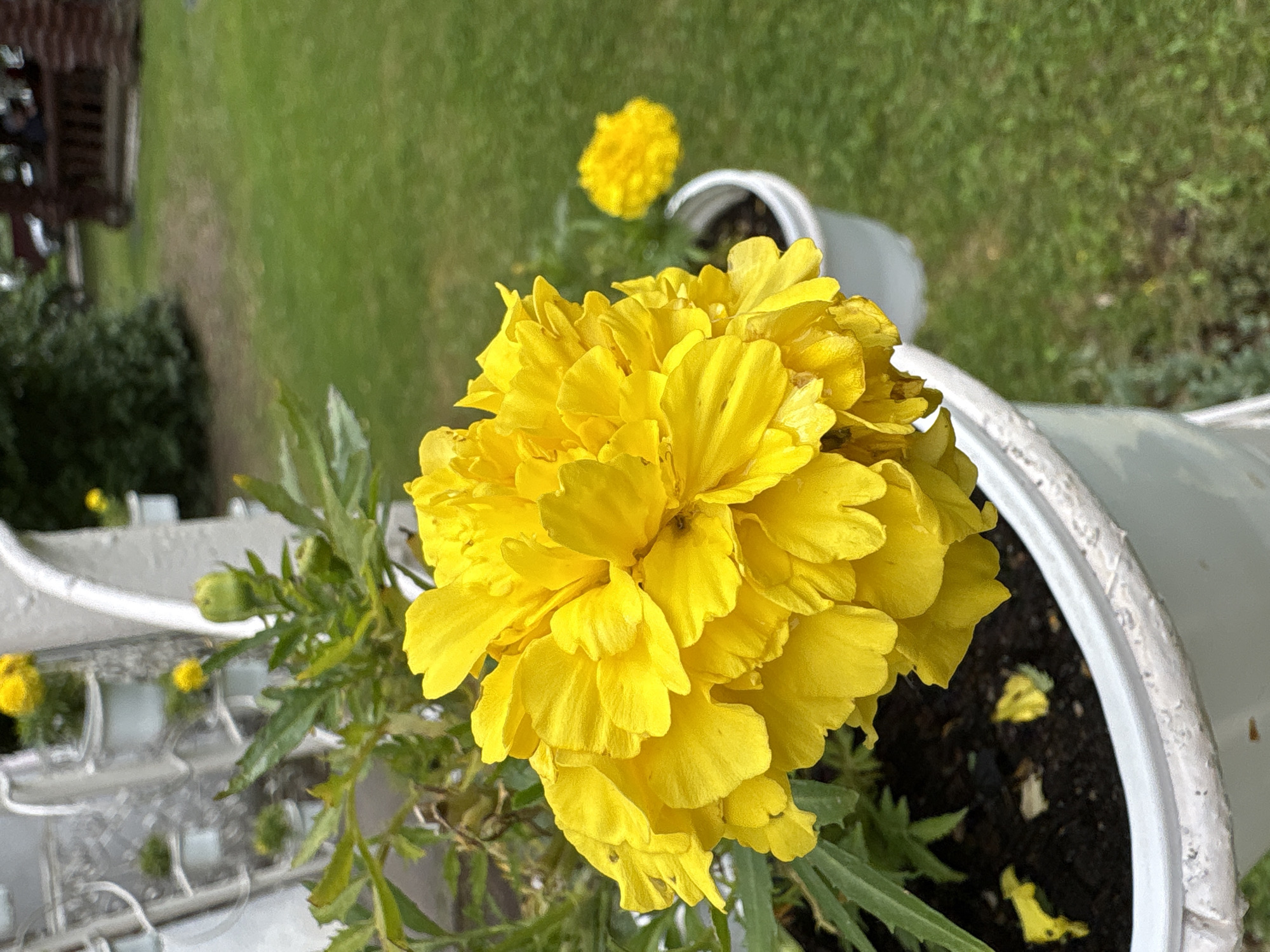 A close-up, eye-level shot focuses on a bright yellow, fully bloomed marigold flower in a white planter. The flower's petals are layered and ruffled, with some slightly curling at the edges. Green leaves and a few unopened buds are visible behind the bloom. The planter, also white, has a textured rim and contains dark soil with a few fallen yellow petals. In the background, out of focus, a blurred expanse of green grass stretches towards a wooden structure, possibly a gazebo or a small building, with a few people visible inside. A second, smaller yellow marigold in a white pot is also visible in the mid-ground, further to the right. The overall scene suggests an outdoor garden setting.