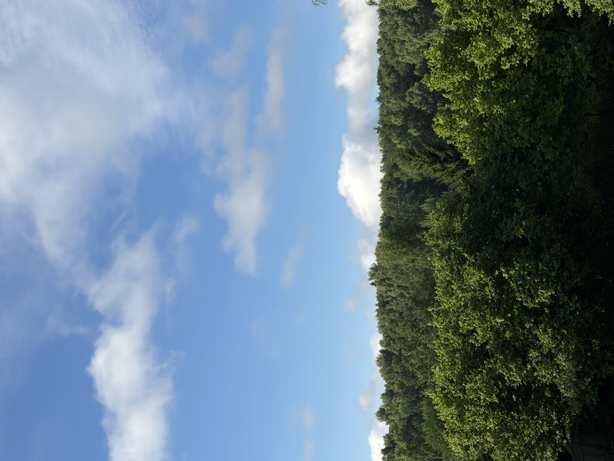 The image shows a vast expanse of lush green trees stretching across the horizon, indicative of a forest or densely wooded area. Above the trees, a bright blue sky is dotted with fluffy white clouds, suggesting fair weather. The foreground is dominated by the tops of more trees, with varying shades of green indicating different types of foliage and possibly varying sunlight exposure. The overall scene conveys a natural, tranquil environment, likely on the outskirts of a populated area rather than deep within a city center. The specific mention of Blagoveshchenskoe, Russia, places this natural scene in a particular geographical context. There are no people, man-made structures, or discernible actions visible in the frame.