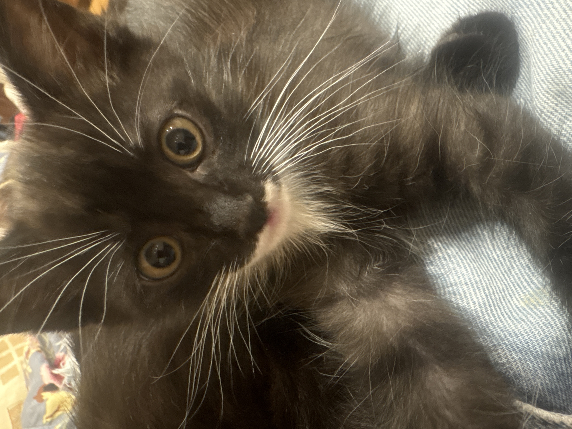 A close-up, low-angle shot captures the face of a black and white kitten resting on a blue, textured surface, likely denim. The kitten's fur is dark brown and black with a white chest and muzzle. Its large, round, golden eyes are fixed forward, and its white whiskers fan out prominently from its nose. The background is blurred, showing hints of a patterned fabric. The lighting appears to be indoor, casting soft shadows. The scene does not contain any elements that indicate a specific location within Anton, Bulgaria.