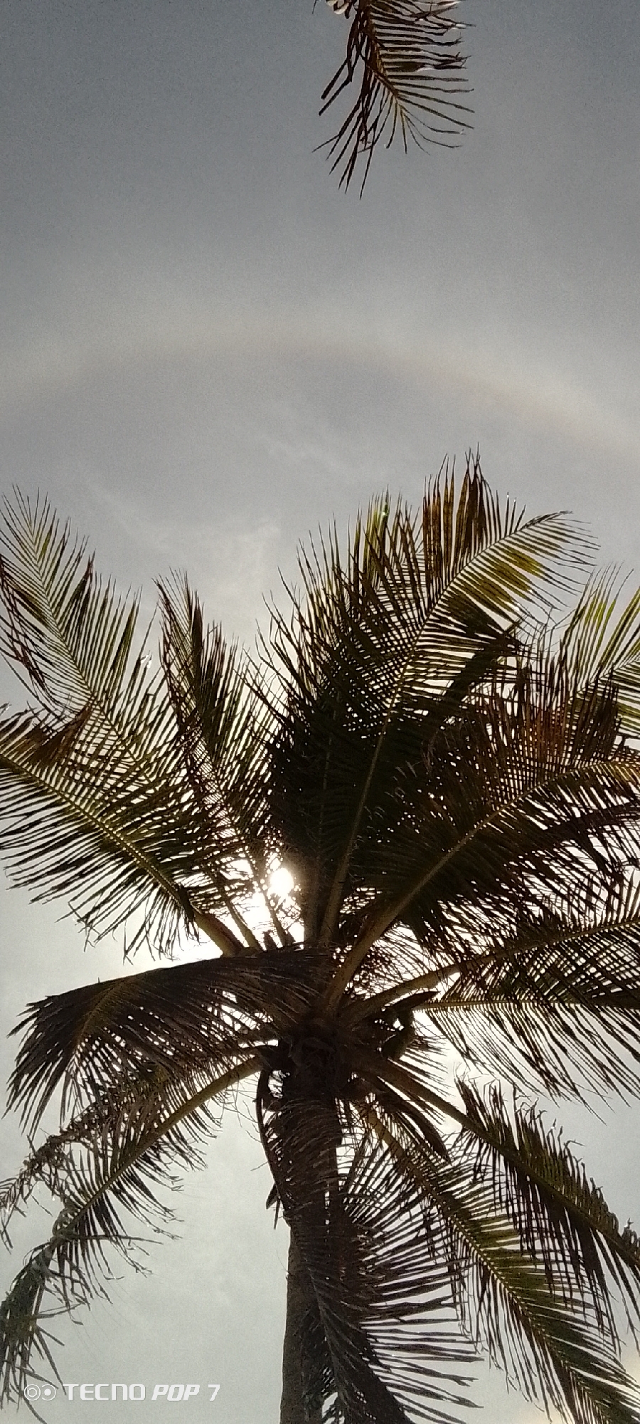 The image depicts a coconut palm tree against a bright, overcast sky. The sun is partially obscured by the leaves of the palm, creating a lens flare effect. The camera is pointed upwards, capturing the canopy of the tree and a portion of the trunk. Another smaller palm can be seen above. The location is possibly Pedro González, Venezuela. The image includes the text "TECNO POP 7" in the lower left corner.