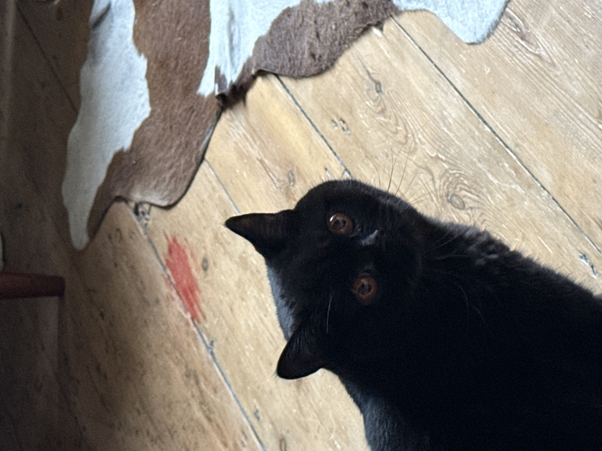 A black cat with amber eyes looks up at the camera. The cat's head is tilted to the right. The cat is located in a room with wooden floors. A cowhide rug is partially visible in the upper left corner of the frame. A red paint stain is visible on the floorboards to the left of the cat. There is no indication that the picture was taken in the city of London, United Kingdom.