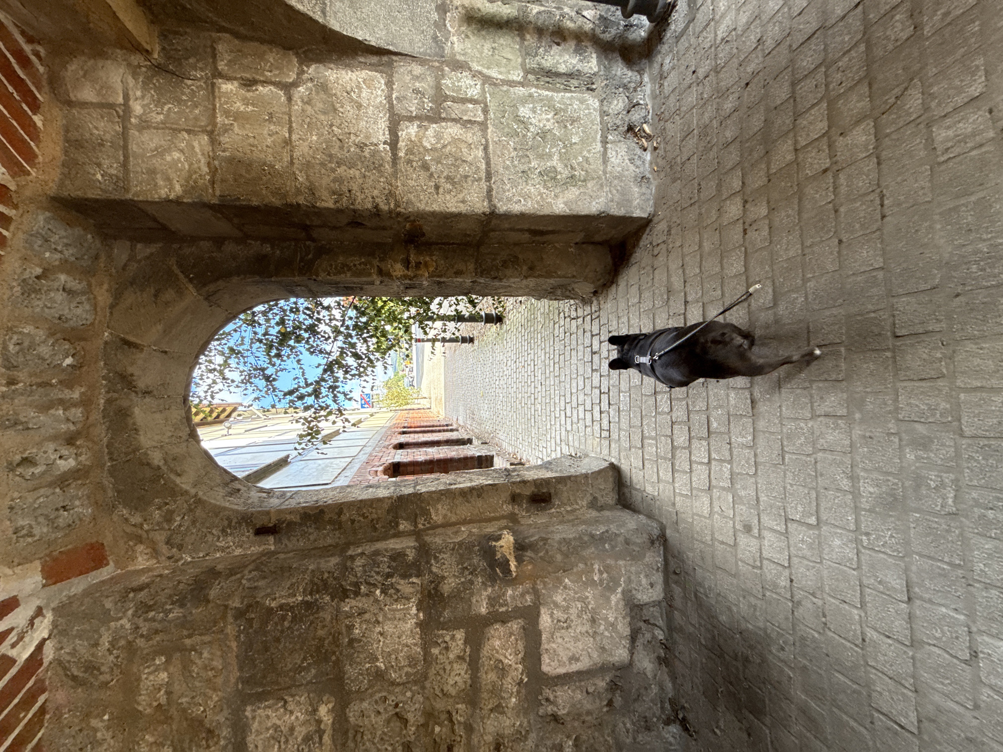 The image shows a dog on a leash walking through an archway. The archway is made of stone, and the path is paved with cobblestones. Beyond the archway, there is a street with buildings and trees. The sky is blue and there are some clouds. The dog is dark-colored and appears to be wearing a harness. The leash is attached to the harness. The dog is walking away from the camera. The overall impression is one of a historical or charming street scene. The specific location of Walkenried, Germany is not discernible from the image itself.