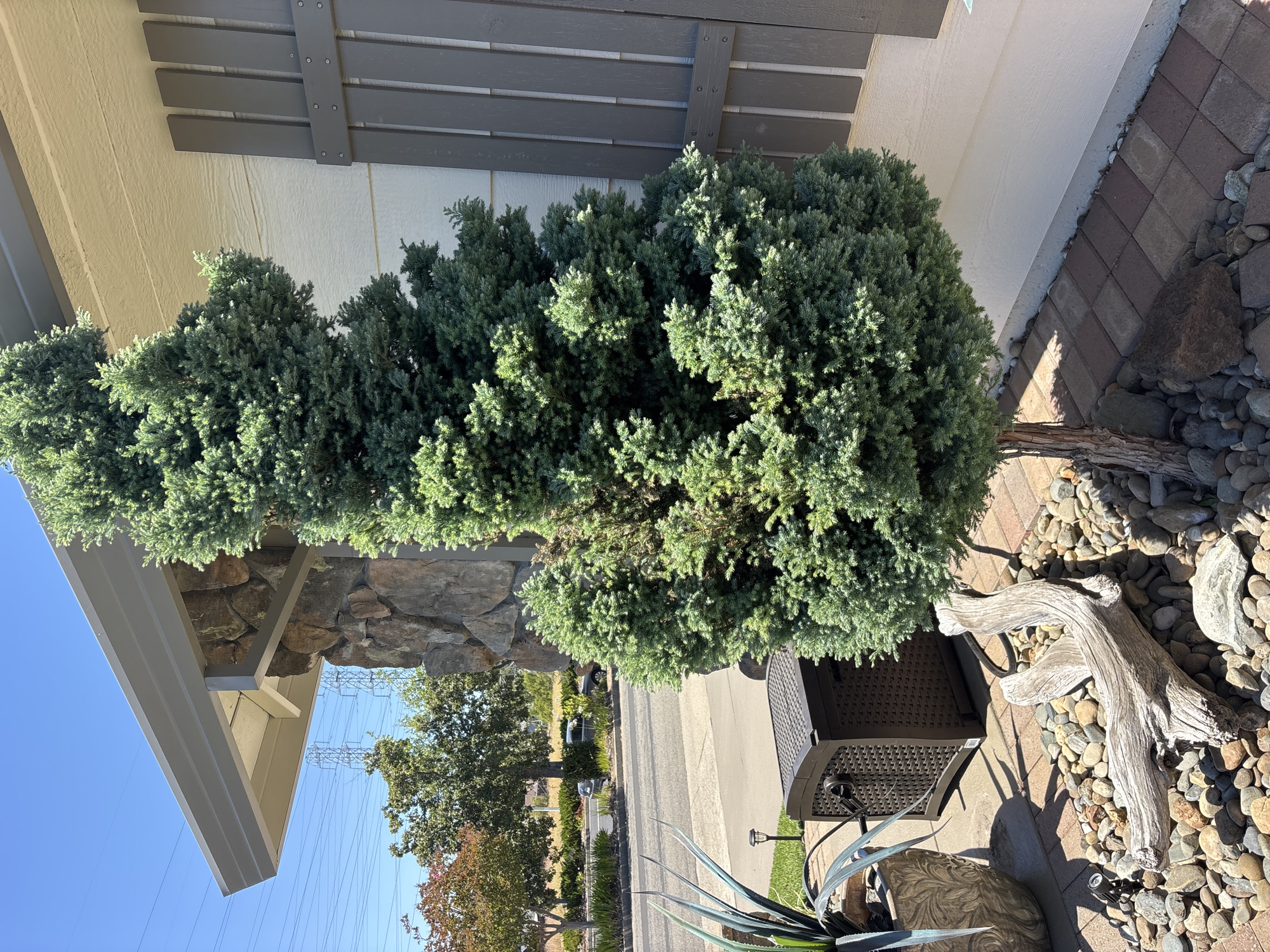 The image shows a well-maintained residential exterior with a focus on landscaping and architectural features. In the foreground, a conical evergreen tree with dense, blue-green foliage stands prominently. It is surrounded by a bed of river stones and a weathered piece of driftwood. To the left of the tree, a large planter with a spiky plant is visible, along with a dark brown storage bench. The building itself has a light-colored, horizontally-paneled siding and a gray shutter. A portion of a stone-clad column and the overhang of a roof are also visible. In the background, a paved road is present, with trees and utility poles lining it. The scene is set outdoors on a clear, sunny day. The location is Folsom, California, USA.