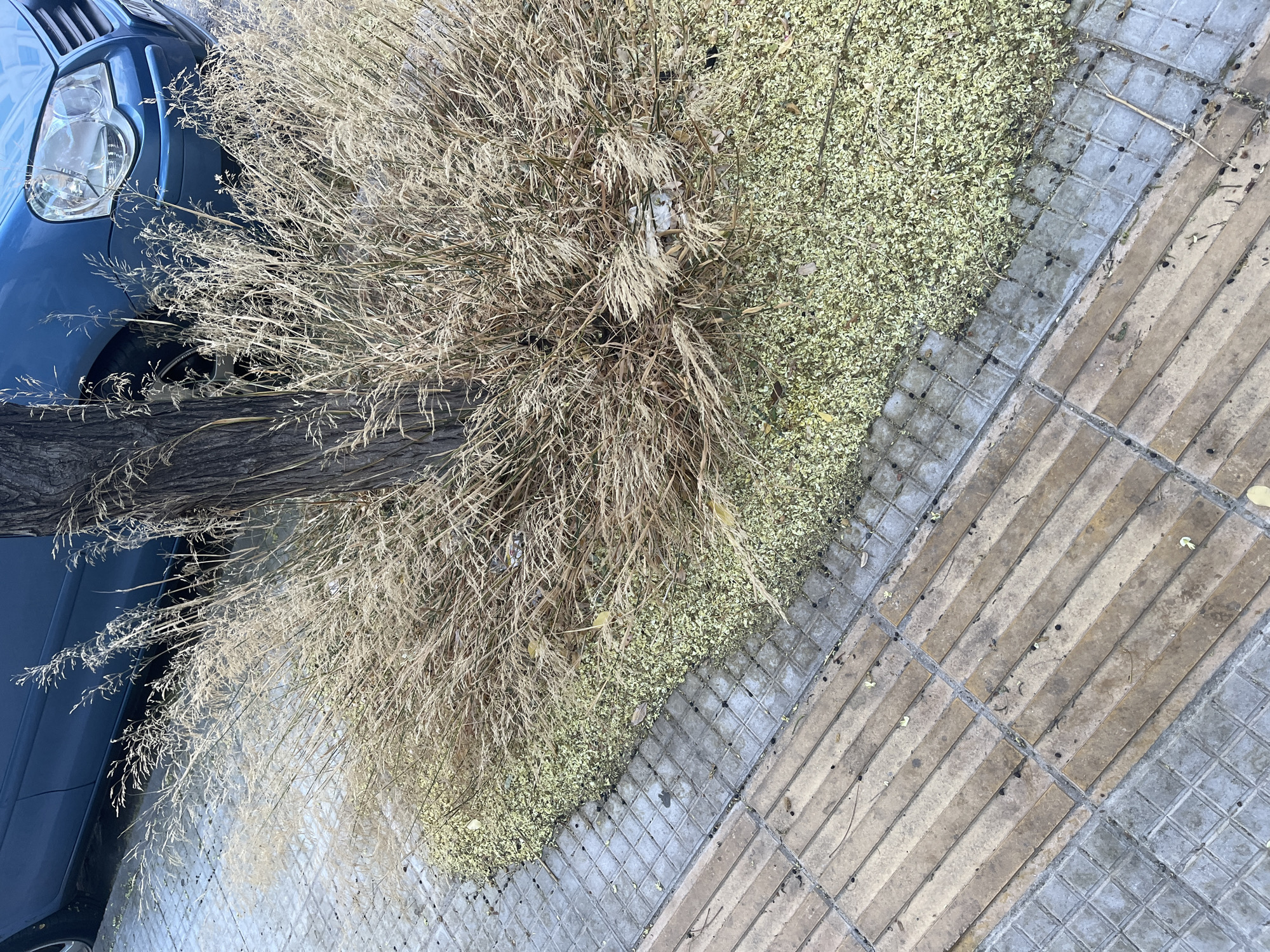 A blue car is parked next to a tree. The ground is covered in a variety of paving stones and small green leaves. There is also dry grass and some litter around the base of the tree. The image was taken on a sidewalk in Athens, Greece.
