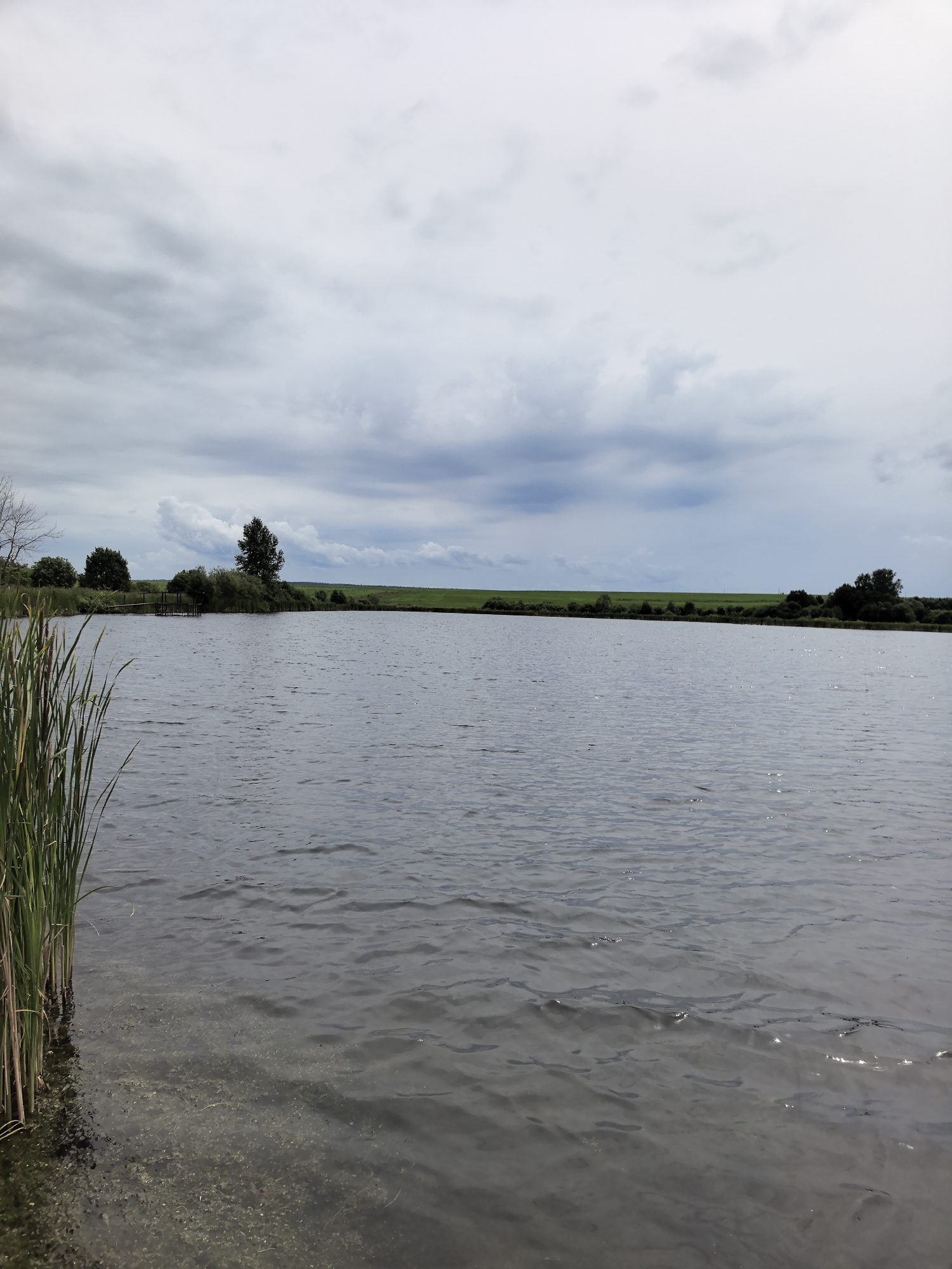 A calm, dark body of water with ripples fills the foreground and mid-ground of the image. Along the left edge, tall green reeds grow from the shallow, murky water near the shore. The far bank of the water features a line of trees and bushes, with a small wooden pier or structure visible among them. Beyond the vegetation, a bright green, flat field stretches to the horizon. The sky above is overcast with heavy, grey clouds, tinged with white in some areas. The overall scene depicts a serene, natural landscape. The specific location of this image is in or near the city of Кояново, Russia.
