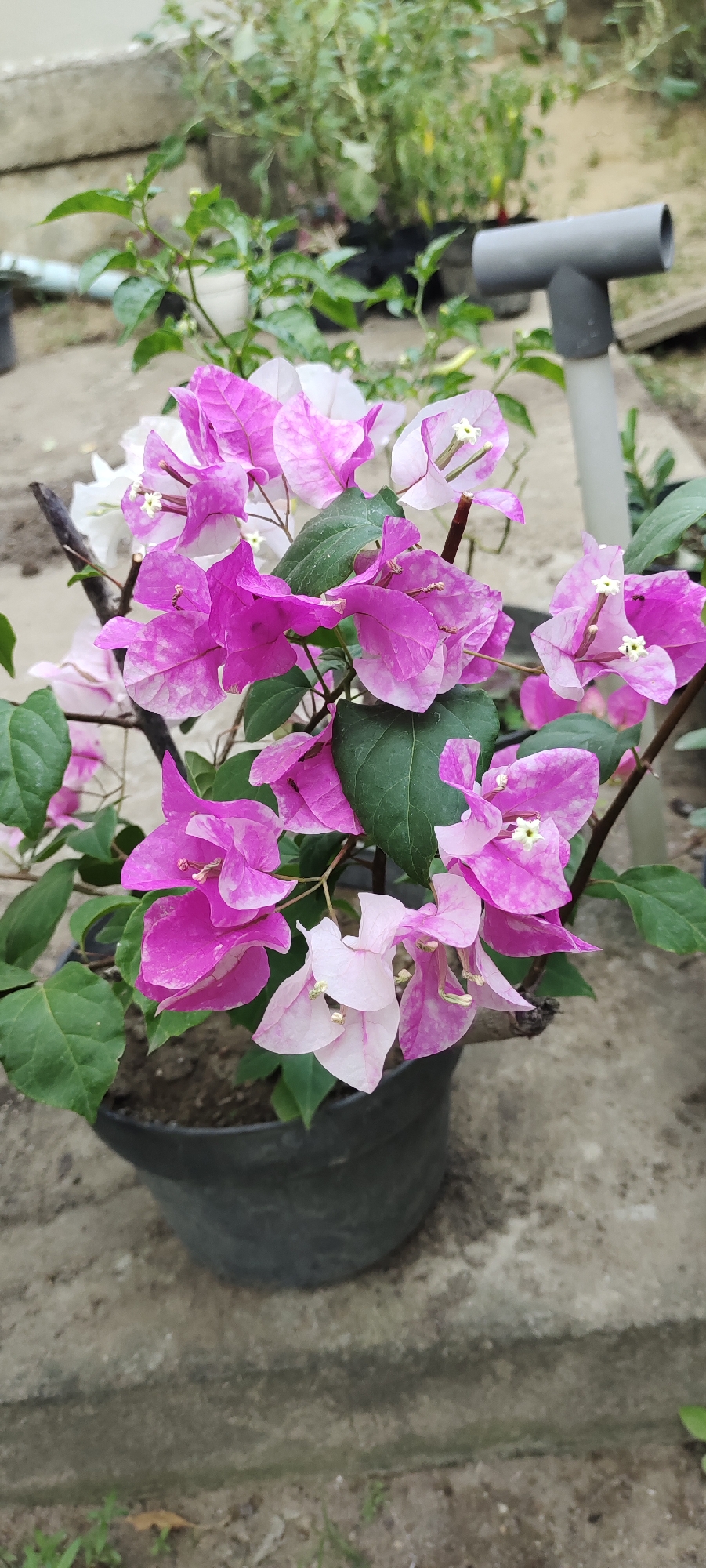 A medium close-up shot captures a potted Bougainvillea plant with vibrant pink and white bracts, likely located in an outdoor urban setting in Lhokseumawe, Indonesia. The plant is in a dark, textured pot, positioned on a concrete surface that appears to be a pathway or ledge, with some dry leaves and sparse greenery visible on the ground. In the background, out-of-focus elements suggest a natural or semi-cultivated environment with other plants in pots and what seems to be a PVC pipe fitting, possibly part of an irrigation system or construction. The lighting is natural, indicating daytime. No people are present in the frame, and the focus is entirely on the floral subject and its immediate surroundings.