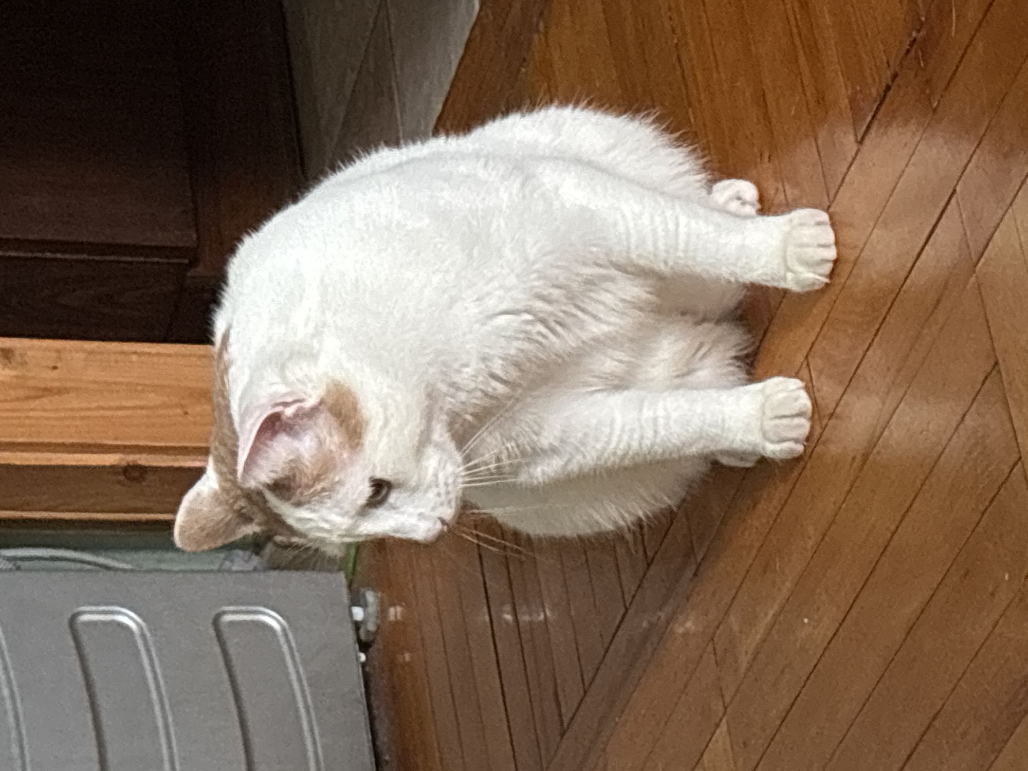 A domestic cat with white fur and patches of light brown on its head and ears is sitting on a polished wooden floor. The cat is positioned in the center of the frame, facing to the left, with its body curled and its paws tucked beneath it. The background includes a portion of a grey appliance on the left and wooden furniture or paneling on the right. The lighting suggests an indoor setting, possibly a residential interior. The image does not provide any specific location in the city of Novoe Devyatkino, Russia.