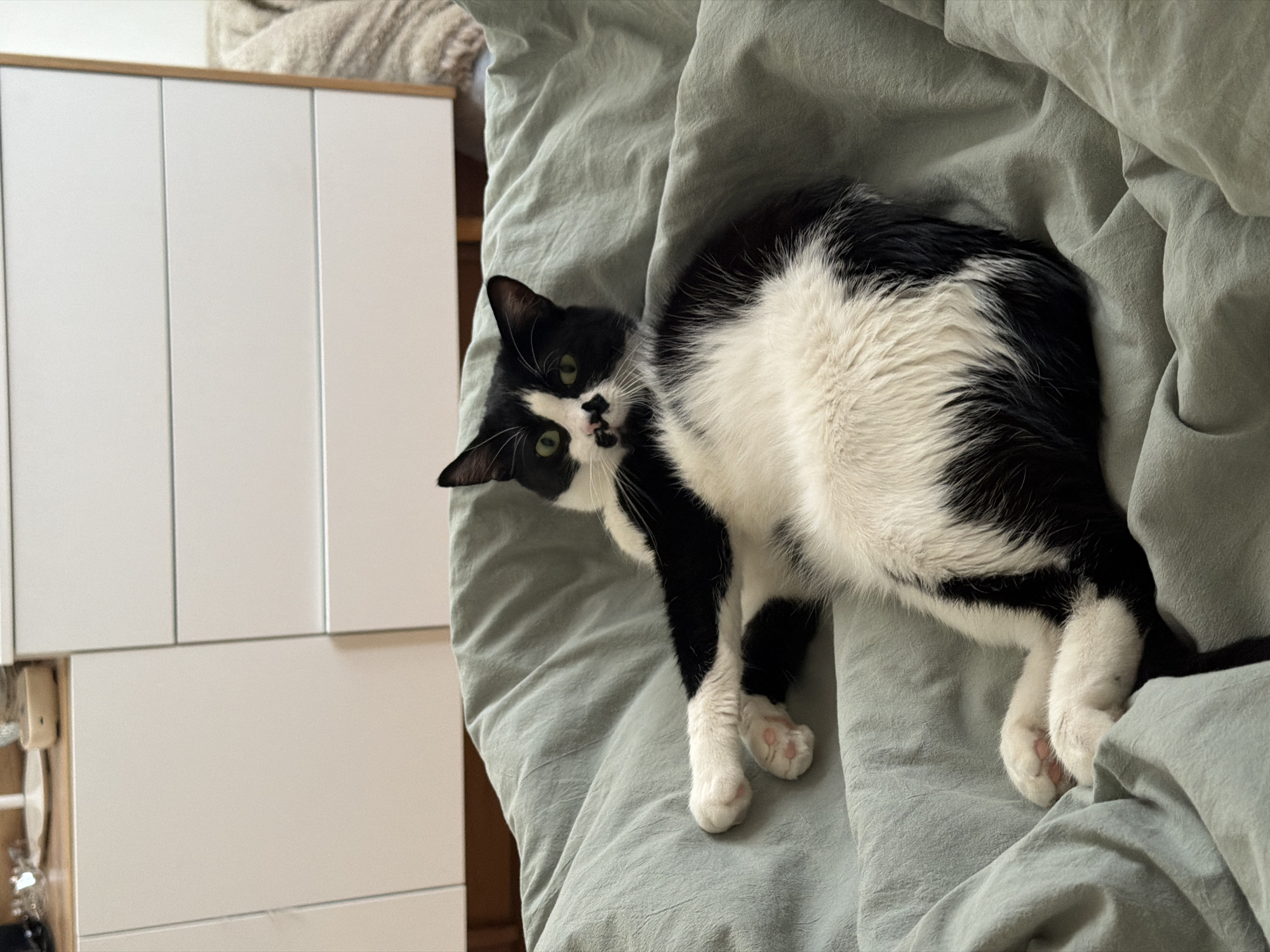 A black and white cat lies on a light green wrinkled sheet, possibly a bedcover. The cat faces the viewer with its head tilted, showing its face with a distinct black spot on its nose. The cat's paws are white with pink pads. To the left of the bed is a white cabinet with wooden trim, partially obscured by the bedclothes. The location is likely an indoor residential setting, the information about Belgrade, Serbia cannot be verified from the visual data.